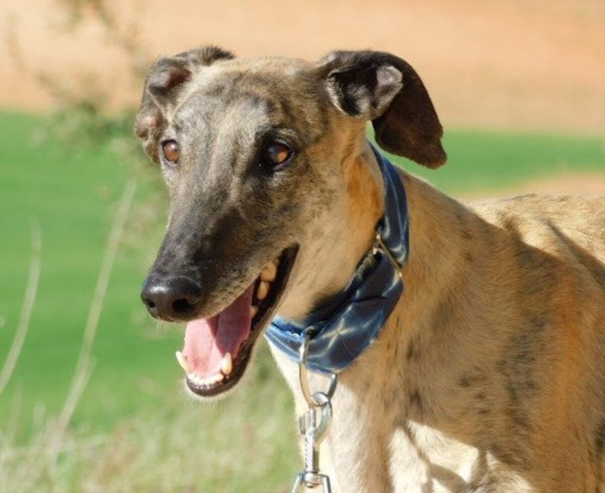 Adoption Levante