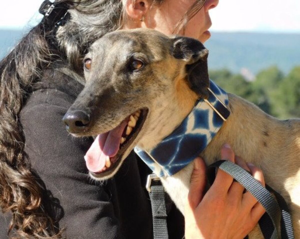 Adoption Levante