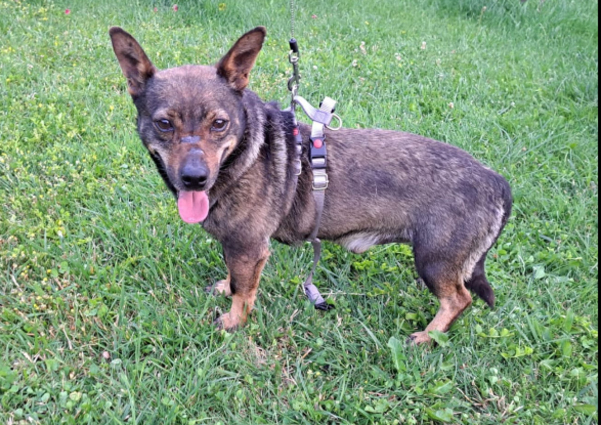 Adoption Levi
