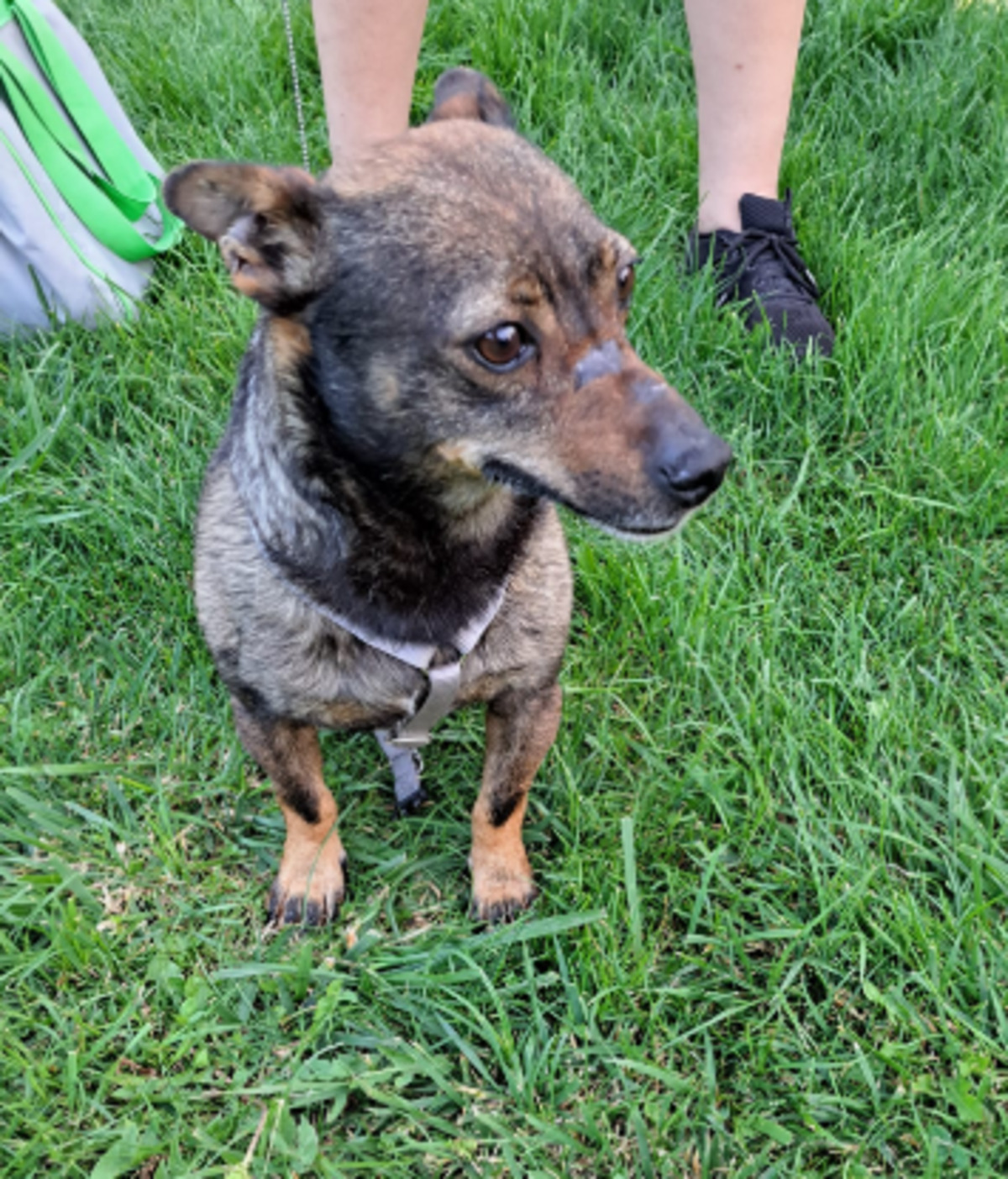 Adoption Levi