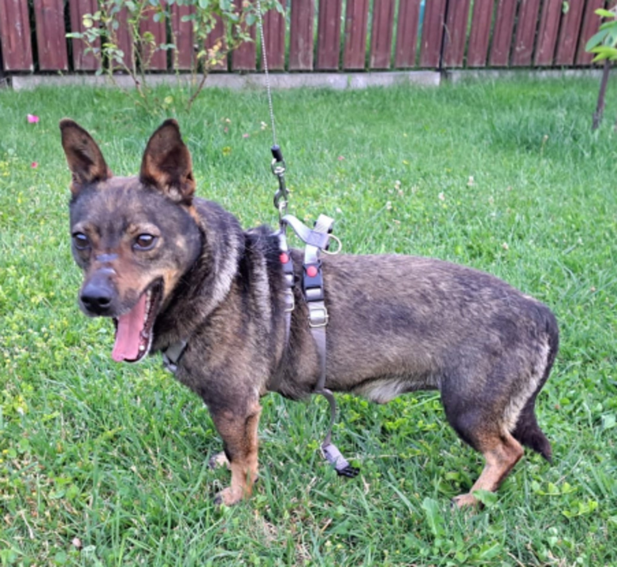 Adoption Levi