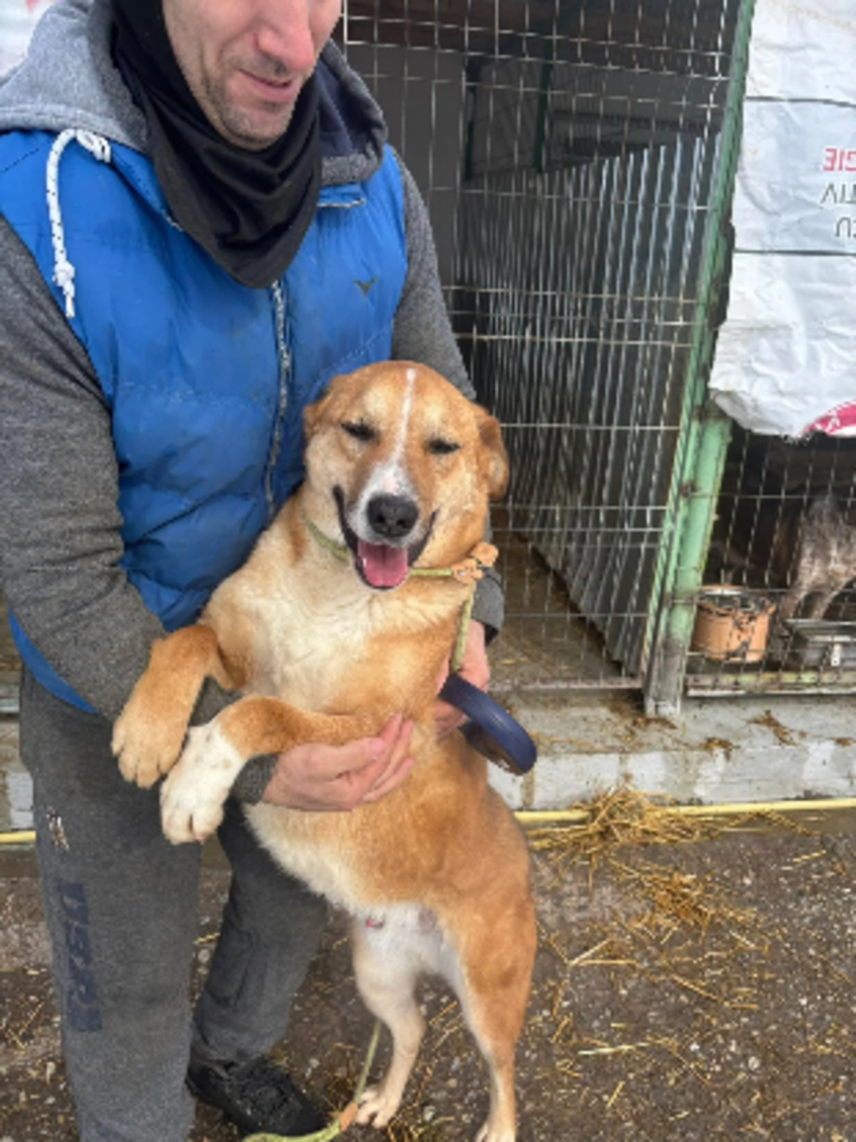 Adoption Lewis