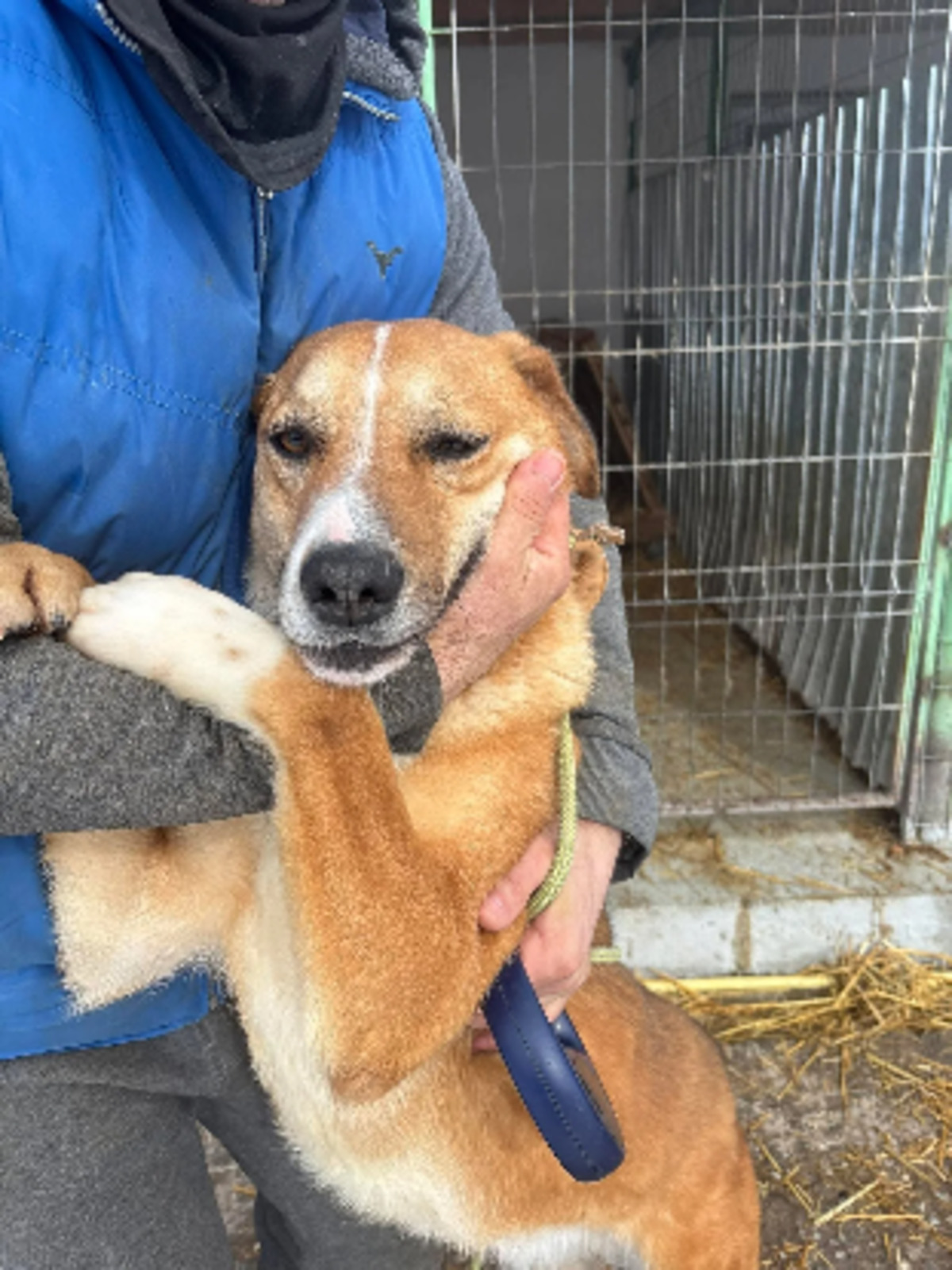 Adoption Lewis
