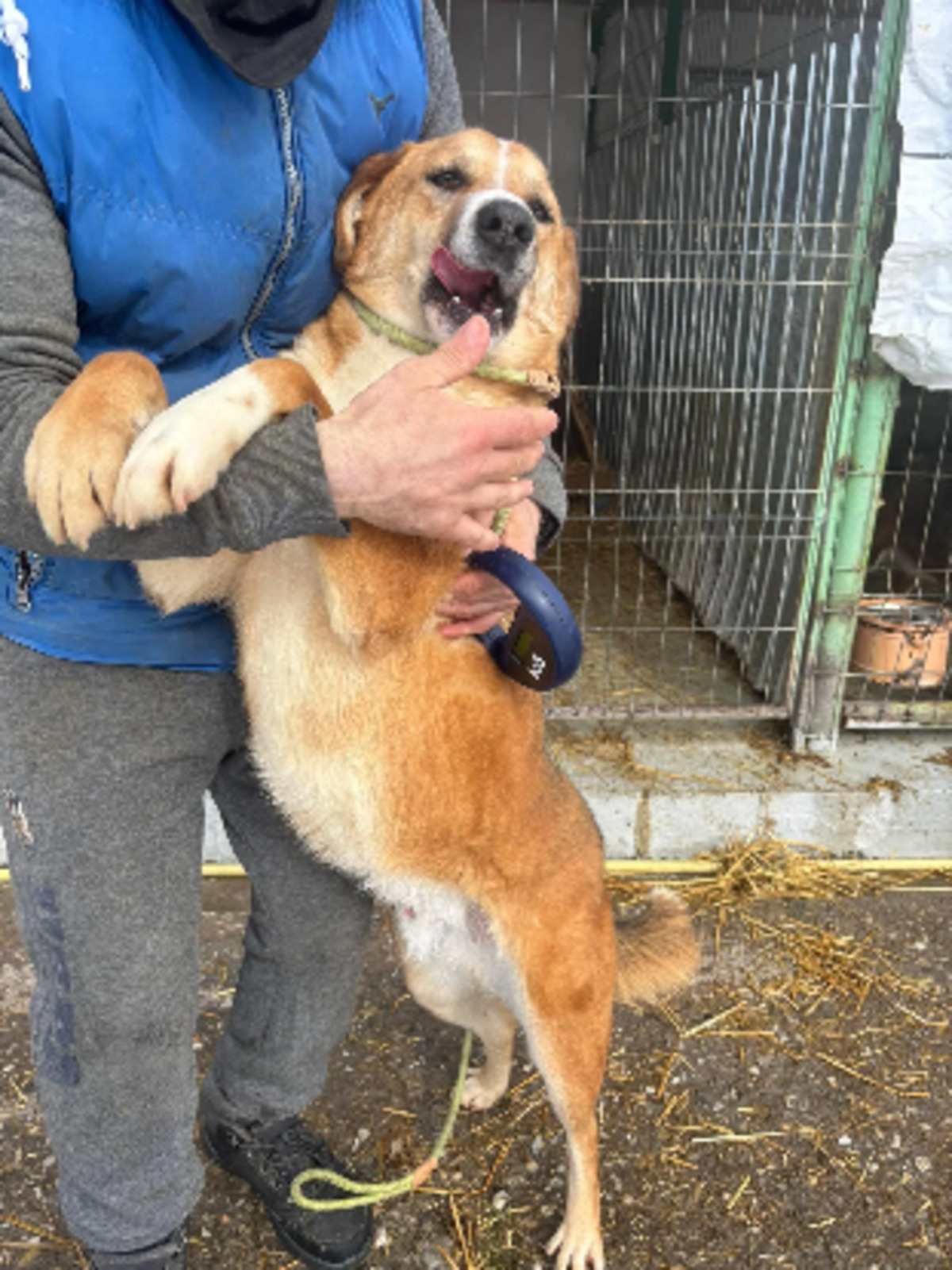 Adoption Lewis