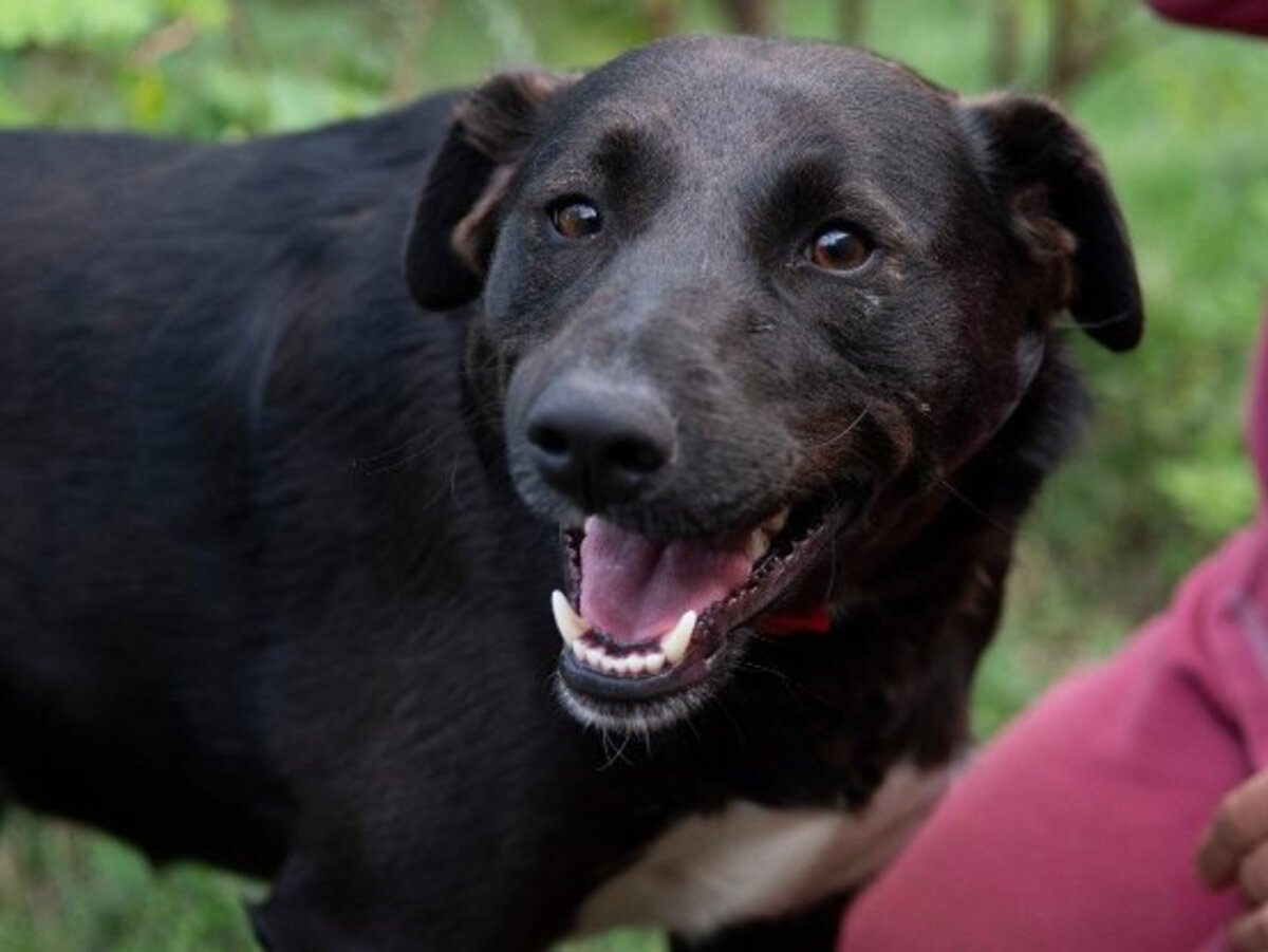 Adoption Lexie