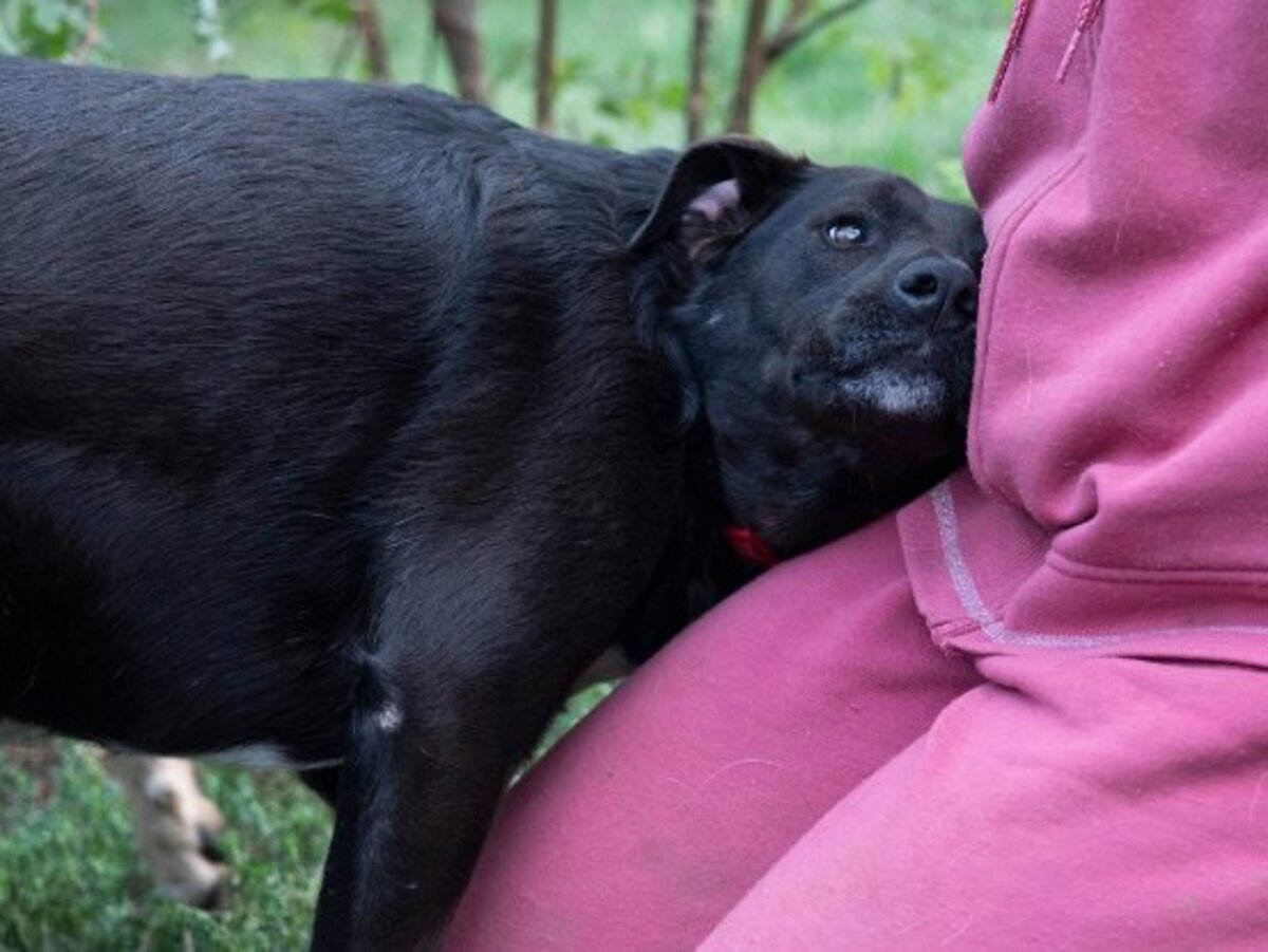 Adoption Lexie