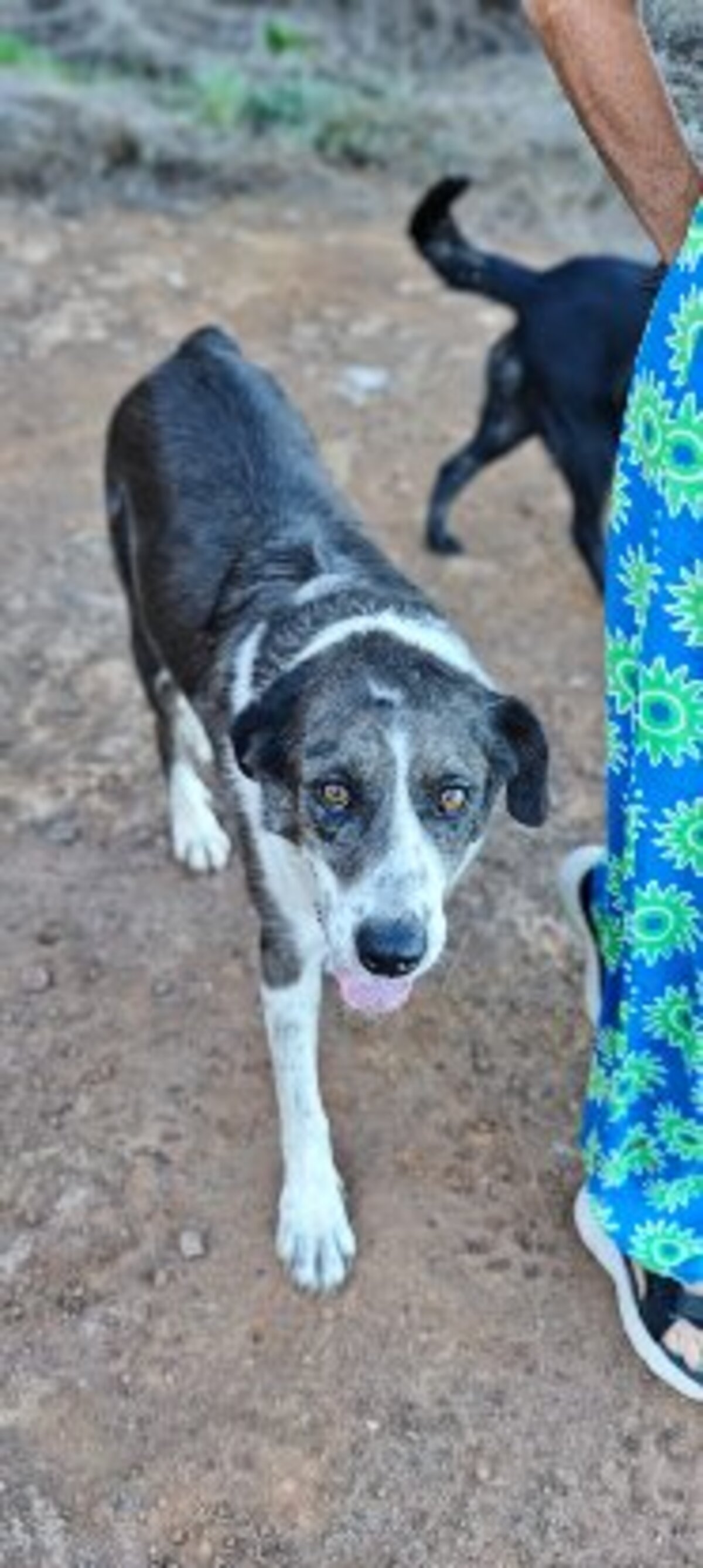 Adoption Lexter