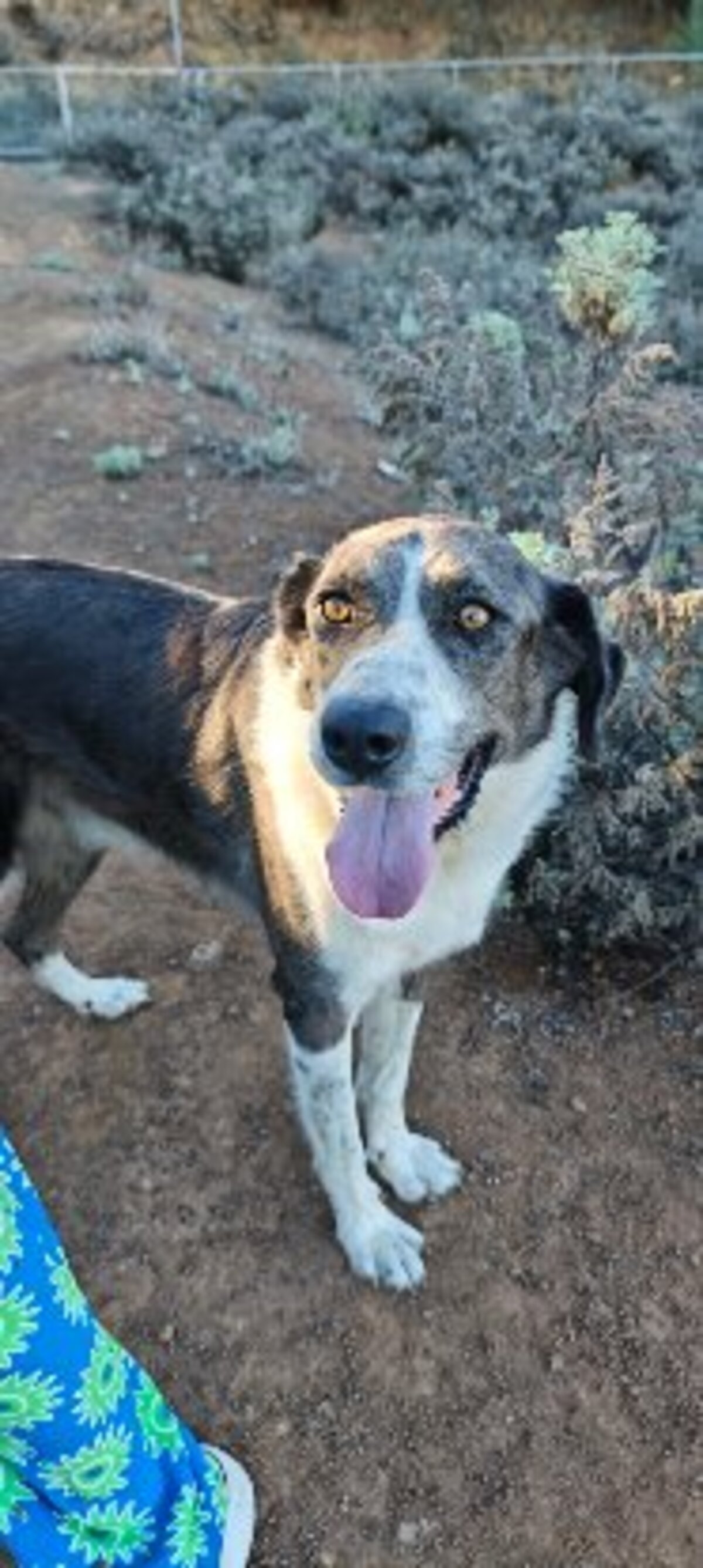 Adoption Lexter