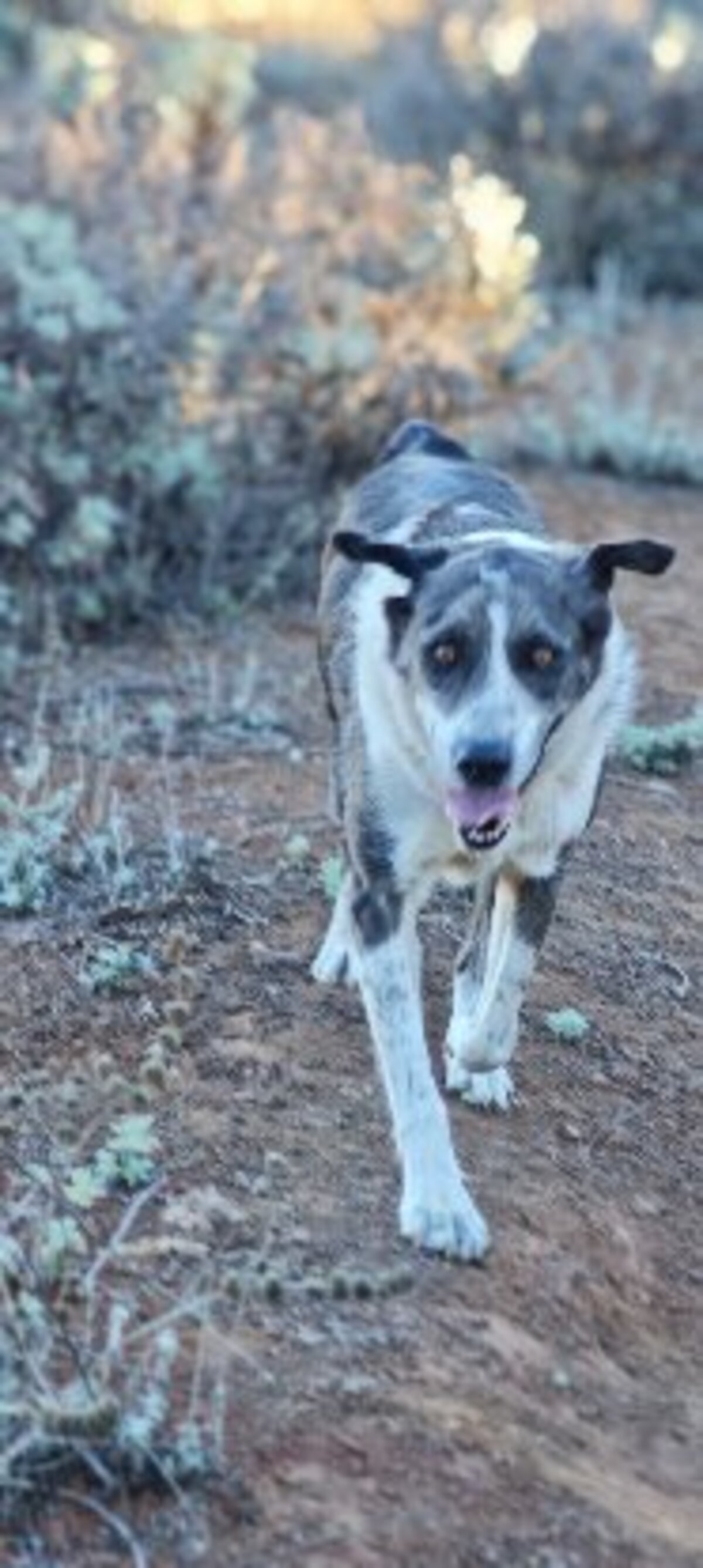 Adoption Lexter