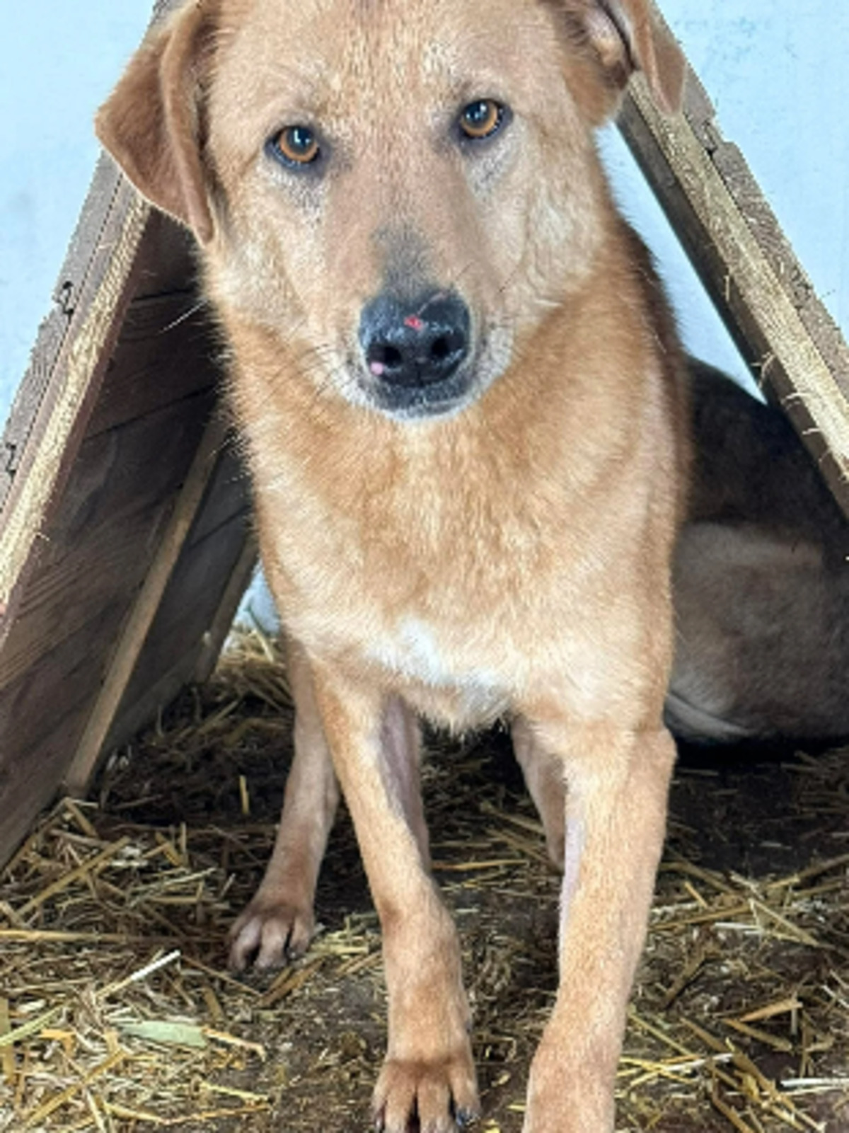 Adoption Liano