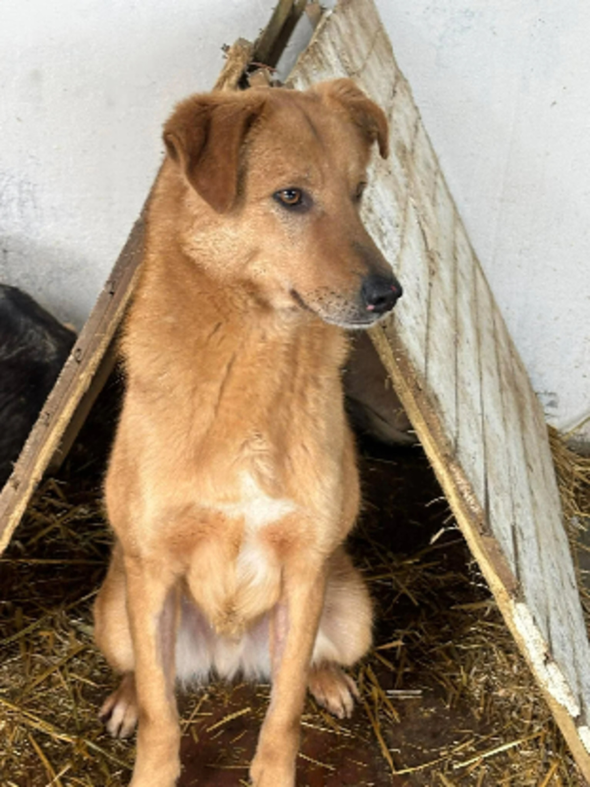 Adoption Liano