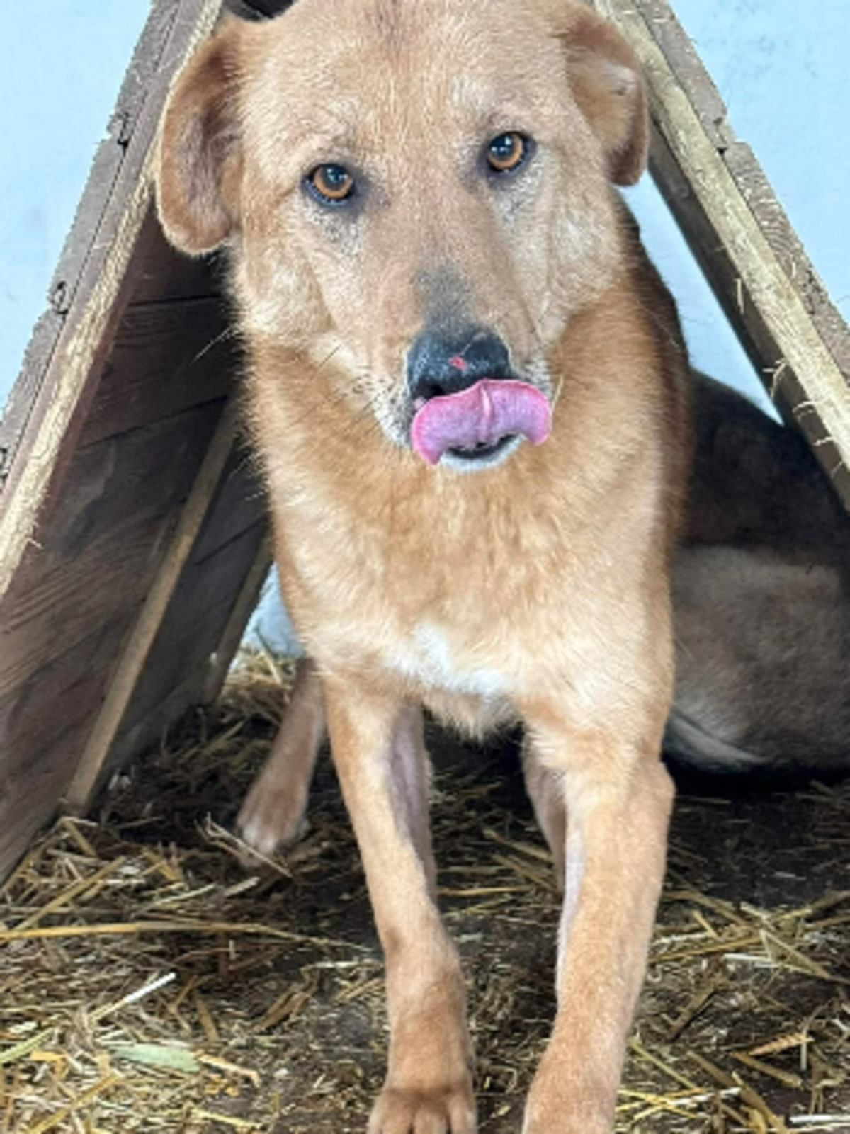Adoption Liano
