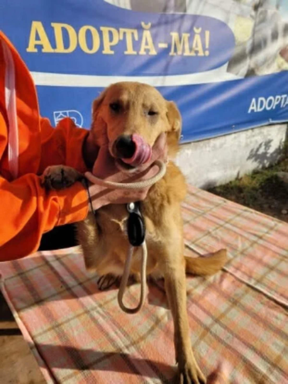 Adoption Liano