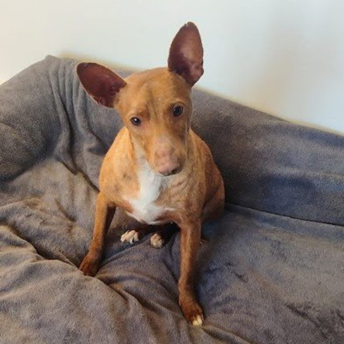 Adoption Lichi