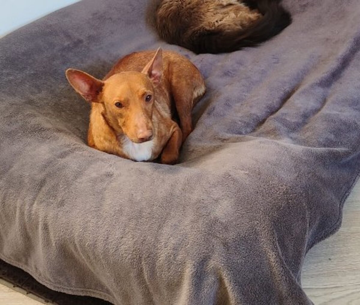 Adoption Lichi