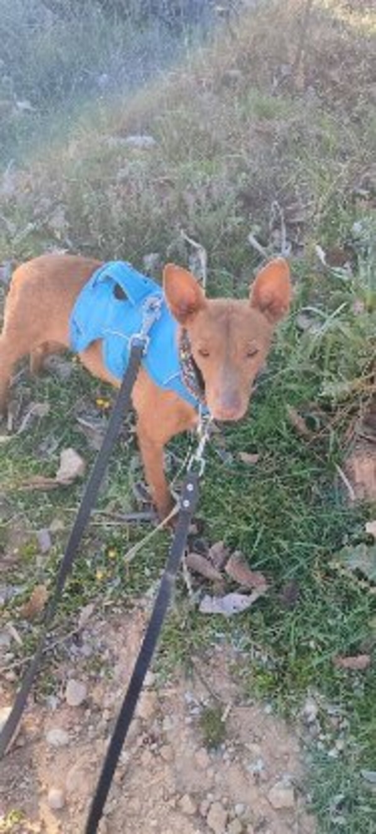 Adoption Lichi