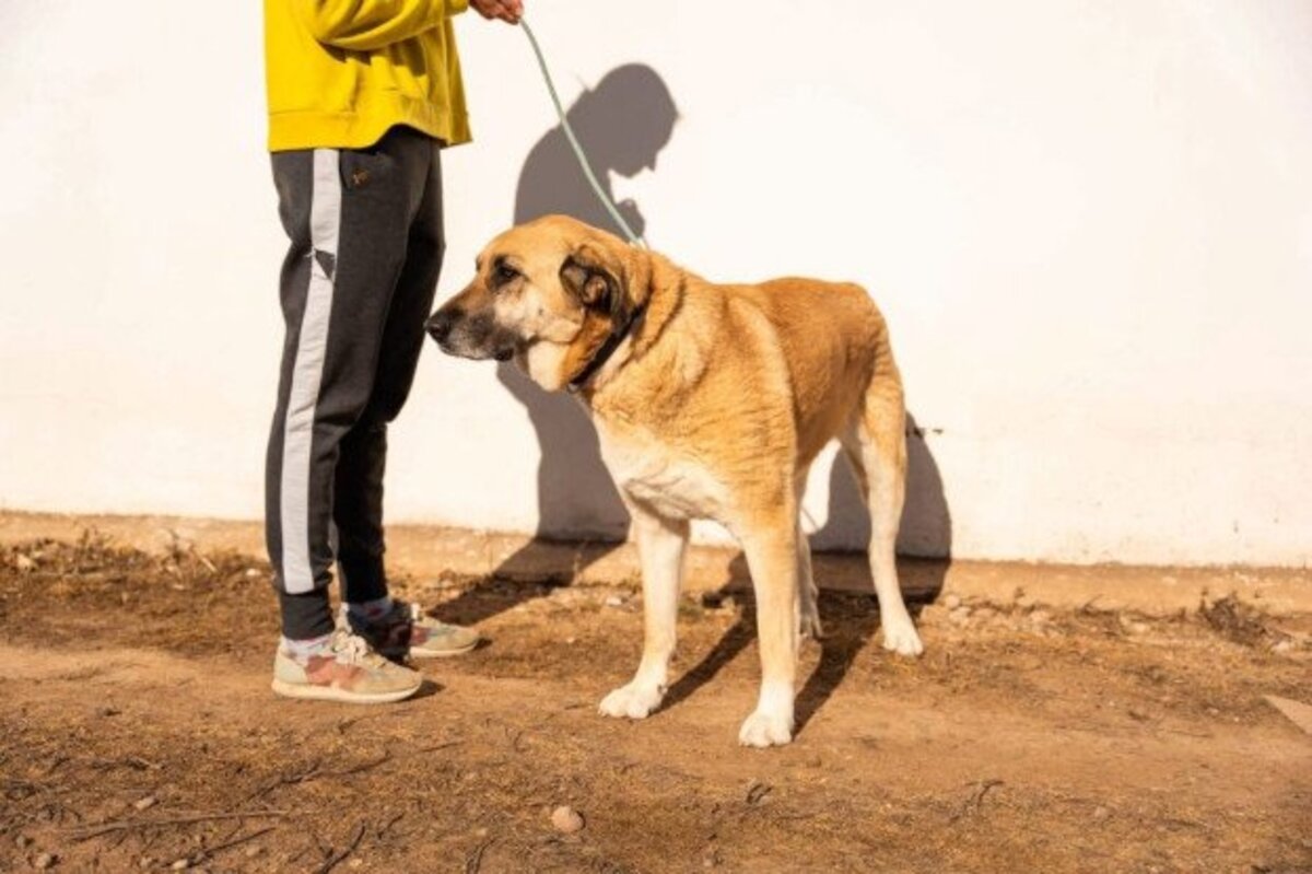 Adoption Lila