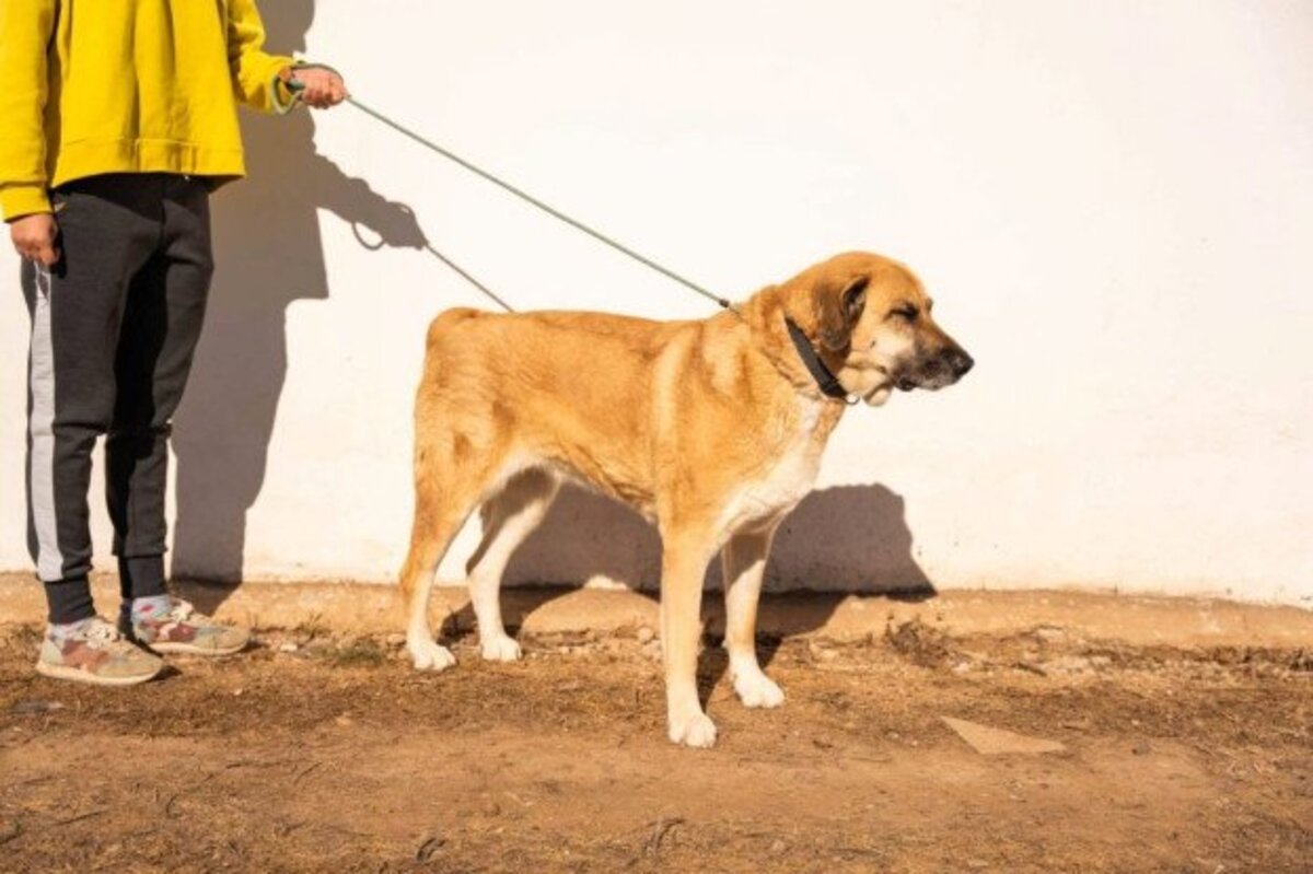 Adoption Lila