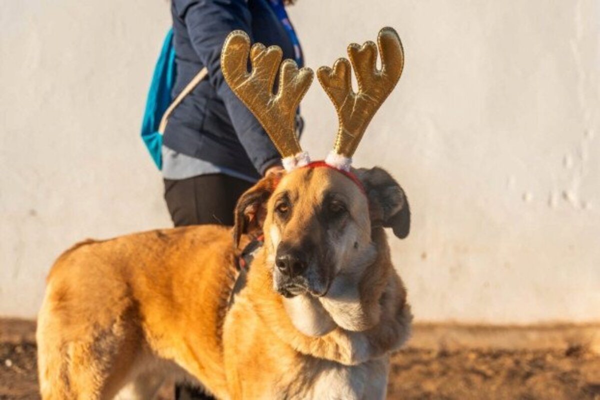 Adoption Lila