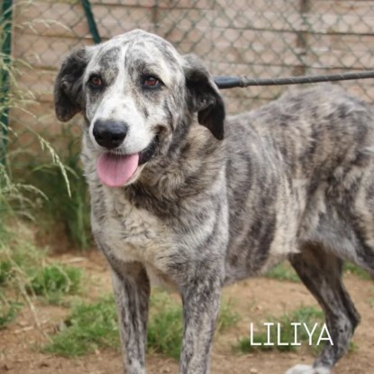 Adoption Liliya