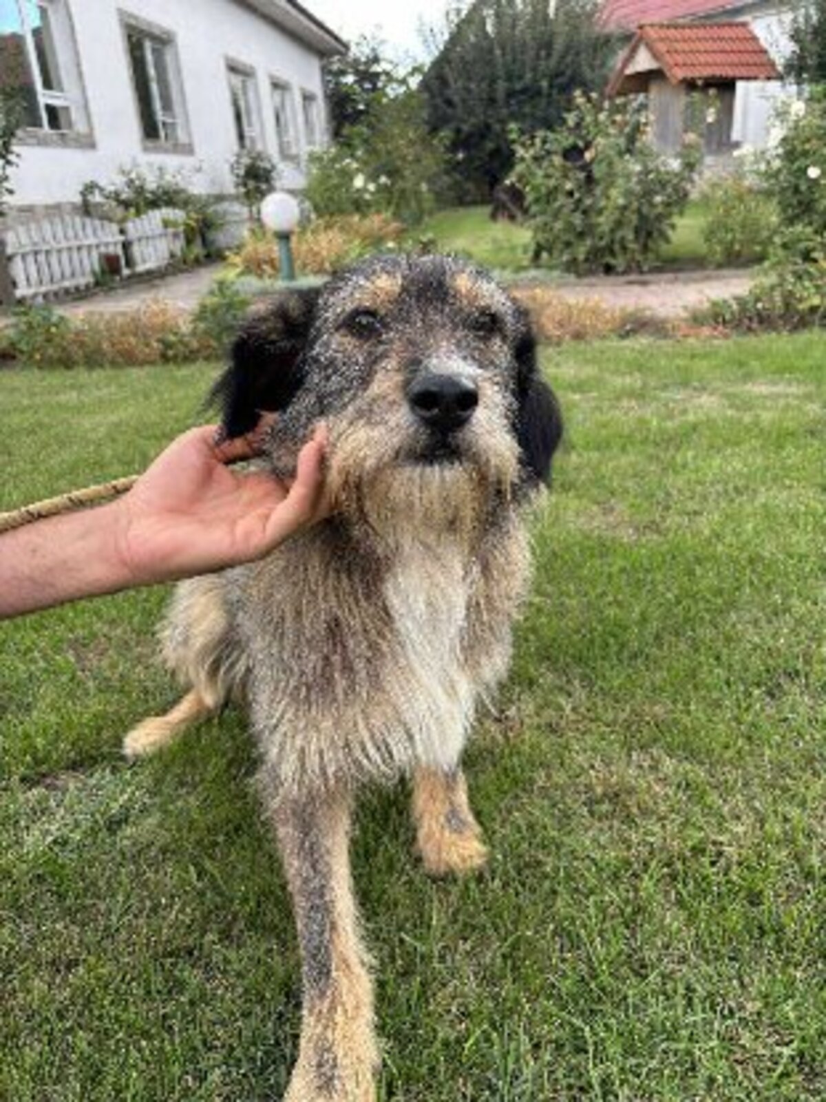 Adoption Lilly