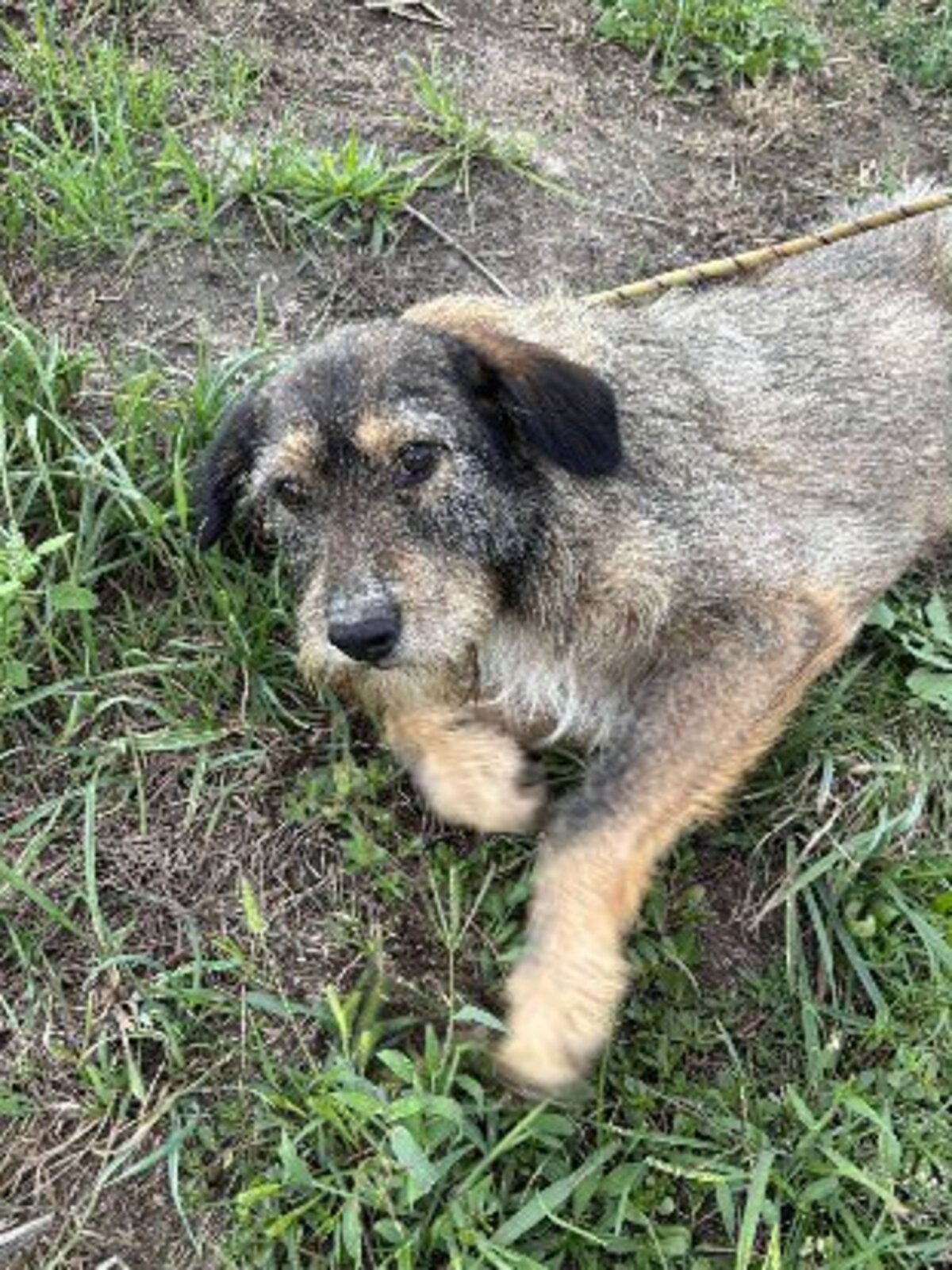 Adoption Lilly