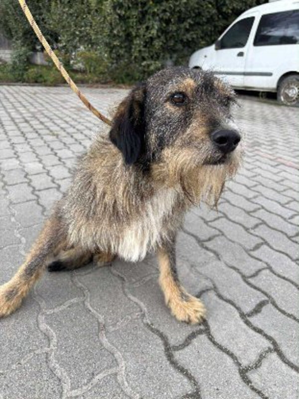 Adoption Lilly