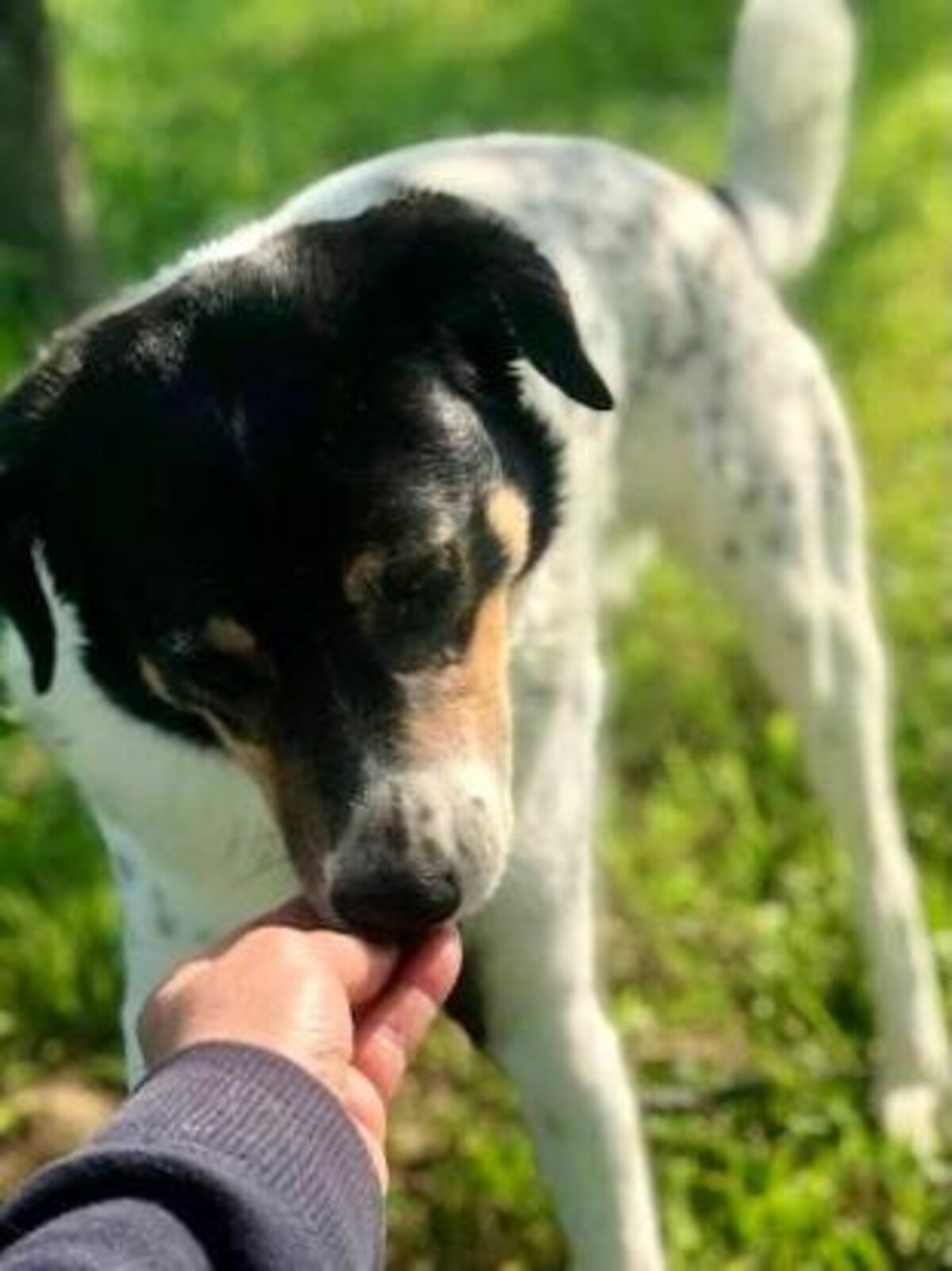Adoption Lily