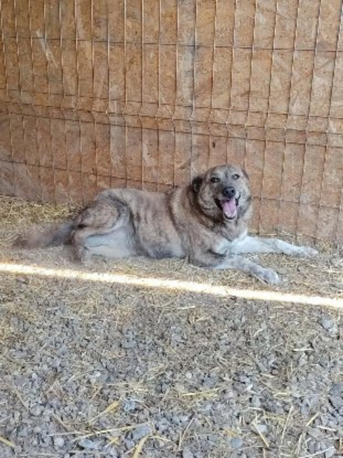 Adoption Lina