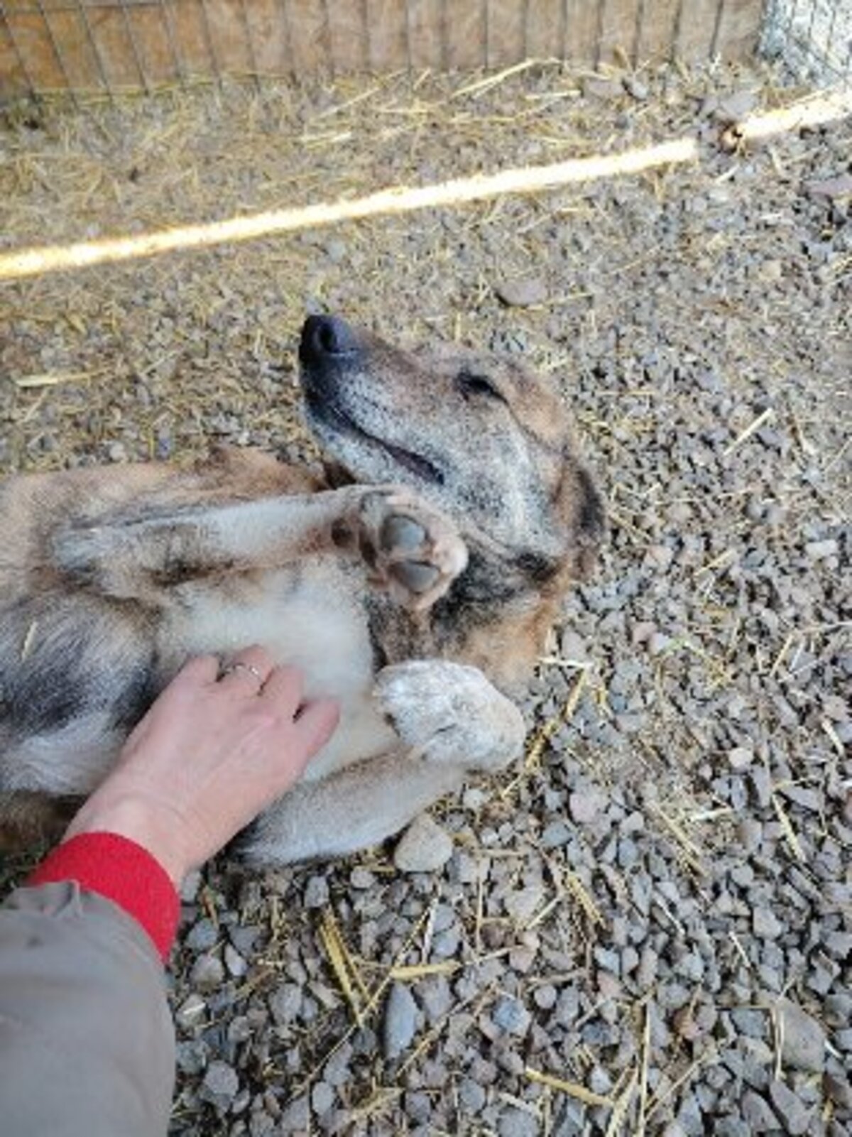 Adoption Lina