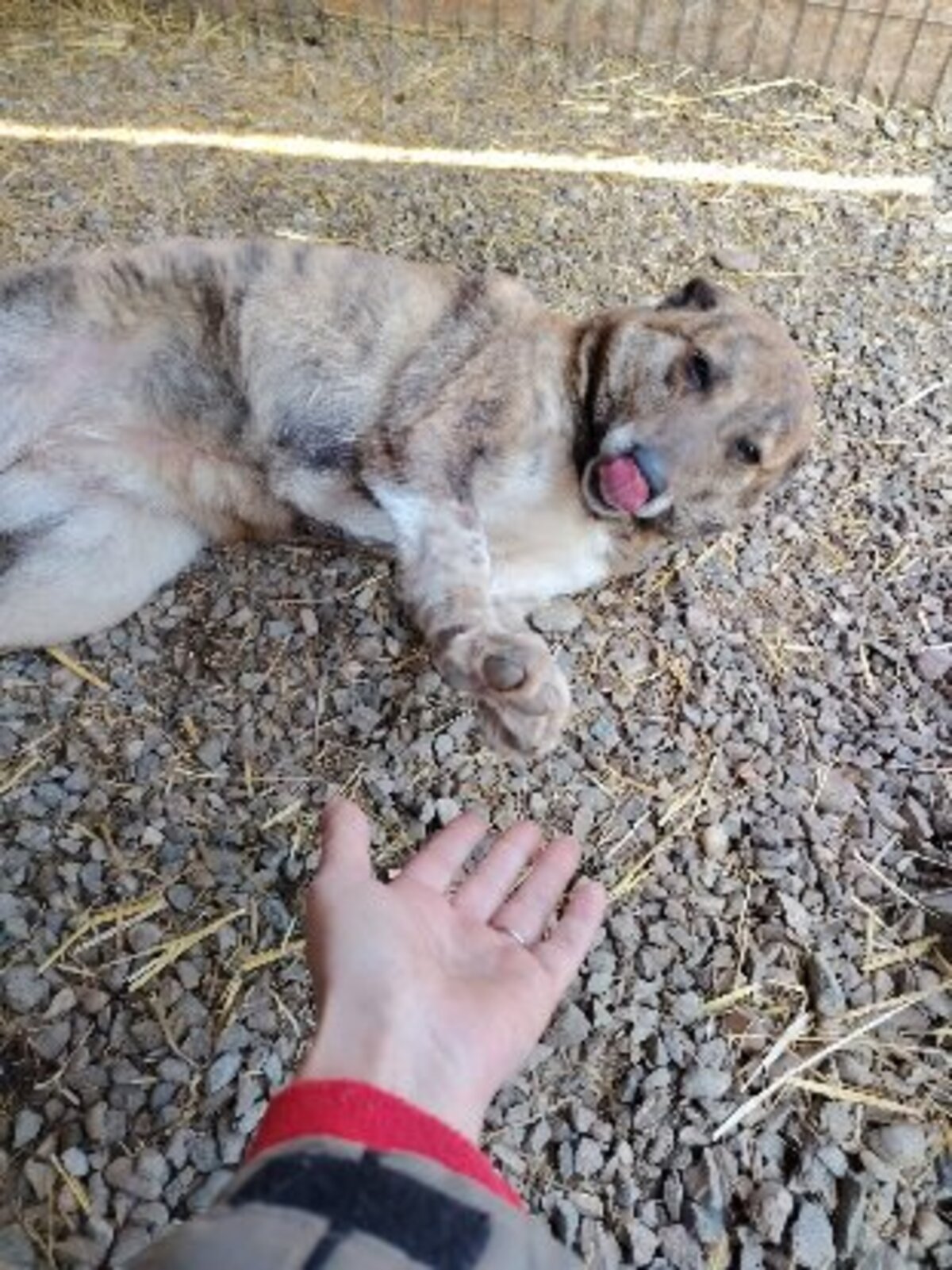Adoption Lina