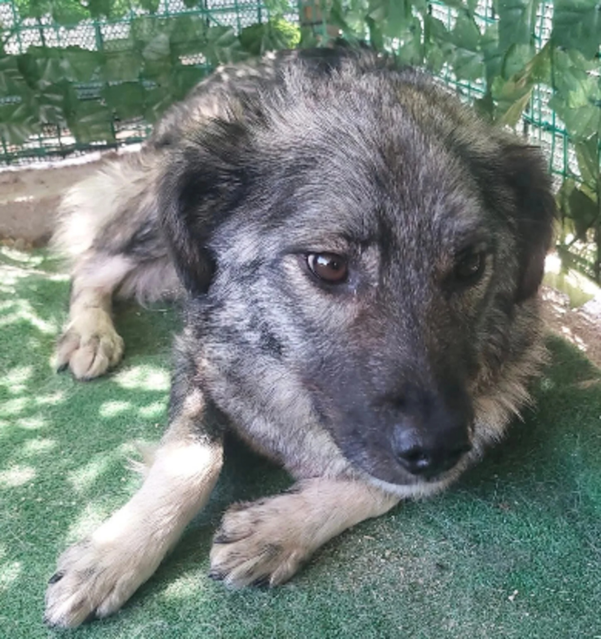 Adoption Linaya