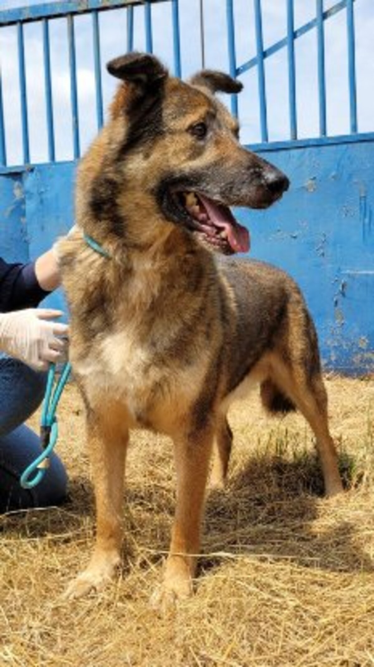 Adoption Lincoln