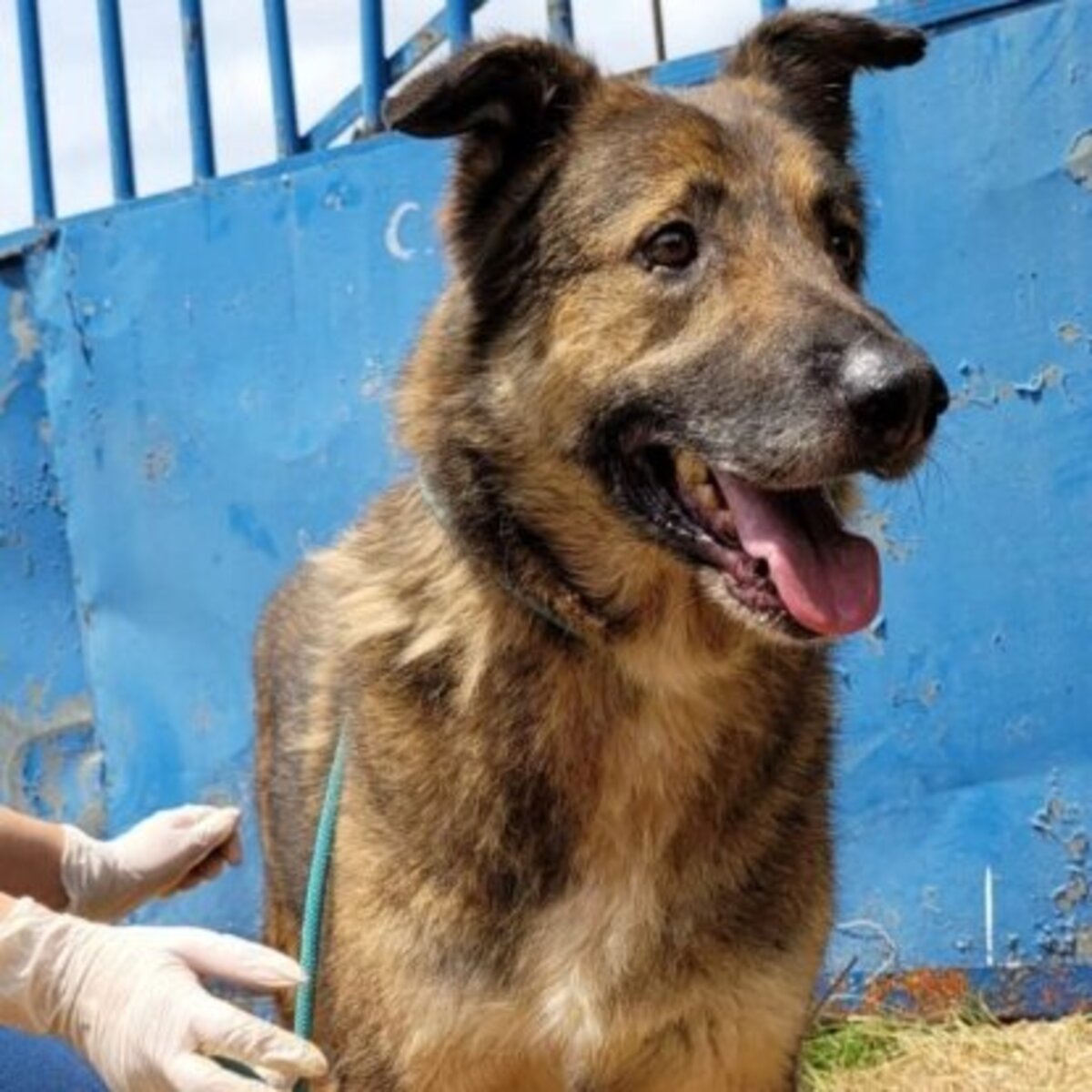 Adoption Lincoln