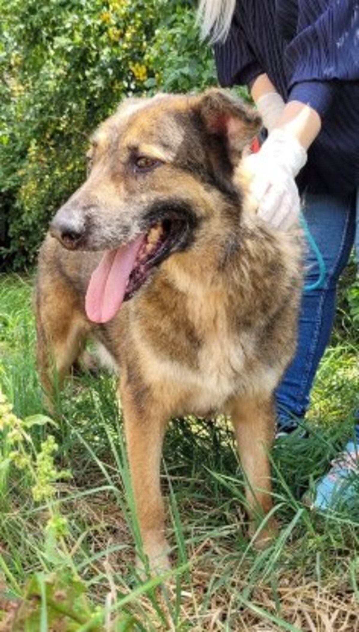 Adoption Lincoln