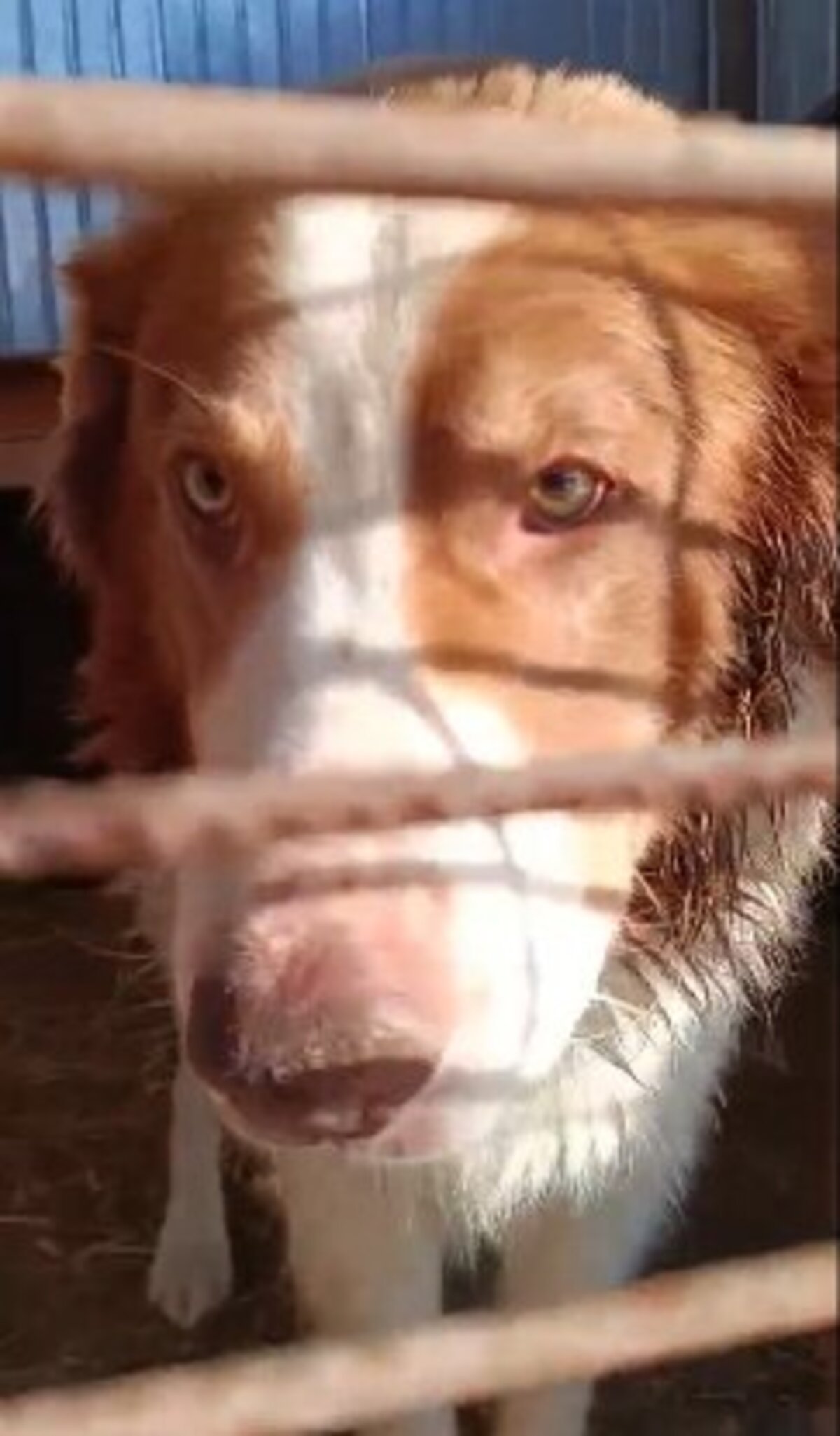 Adoption Lior