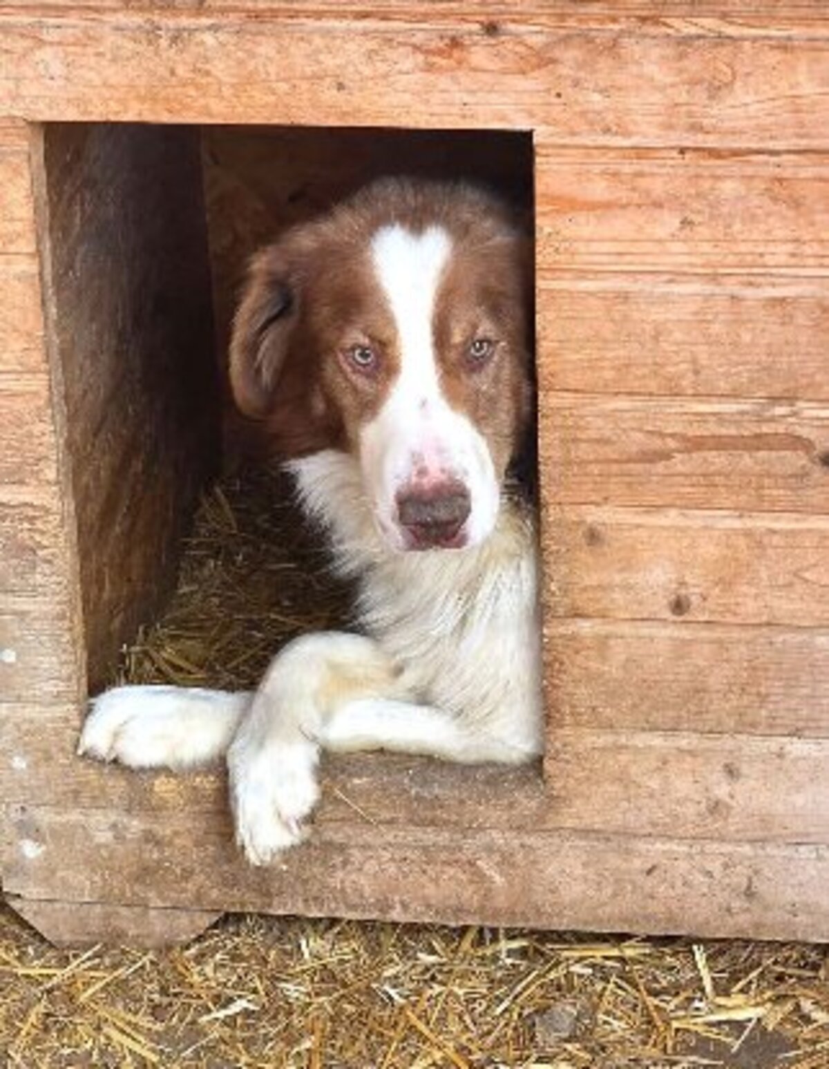 Adoption Lior