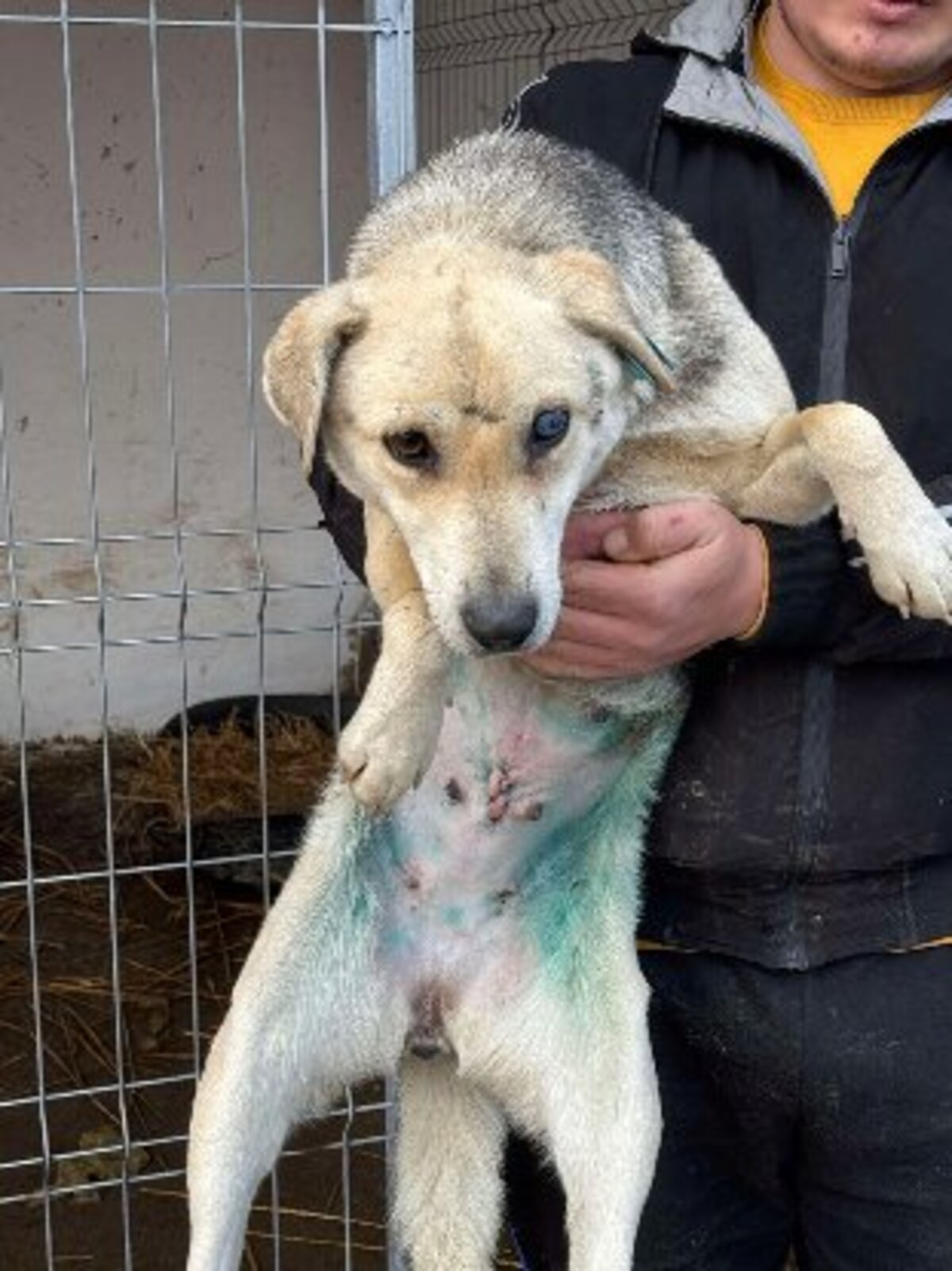 Adoption Liora