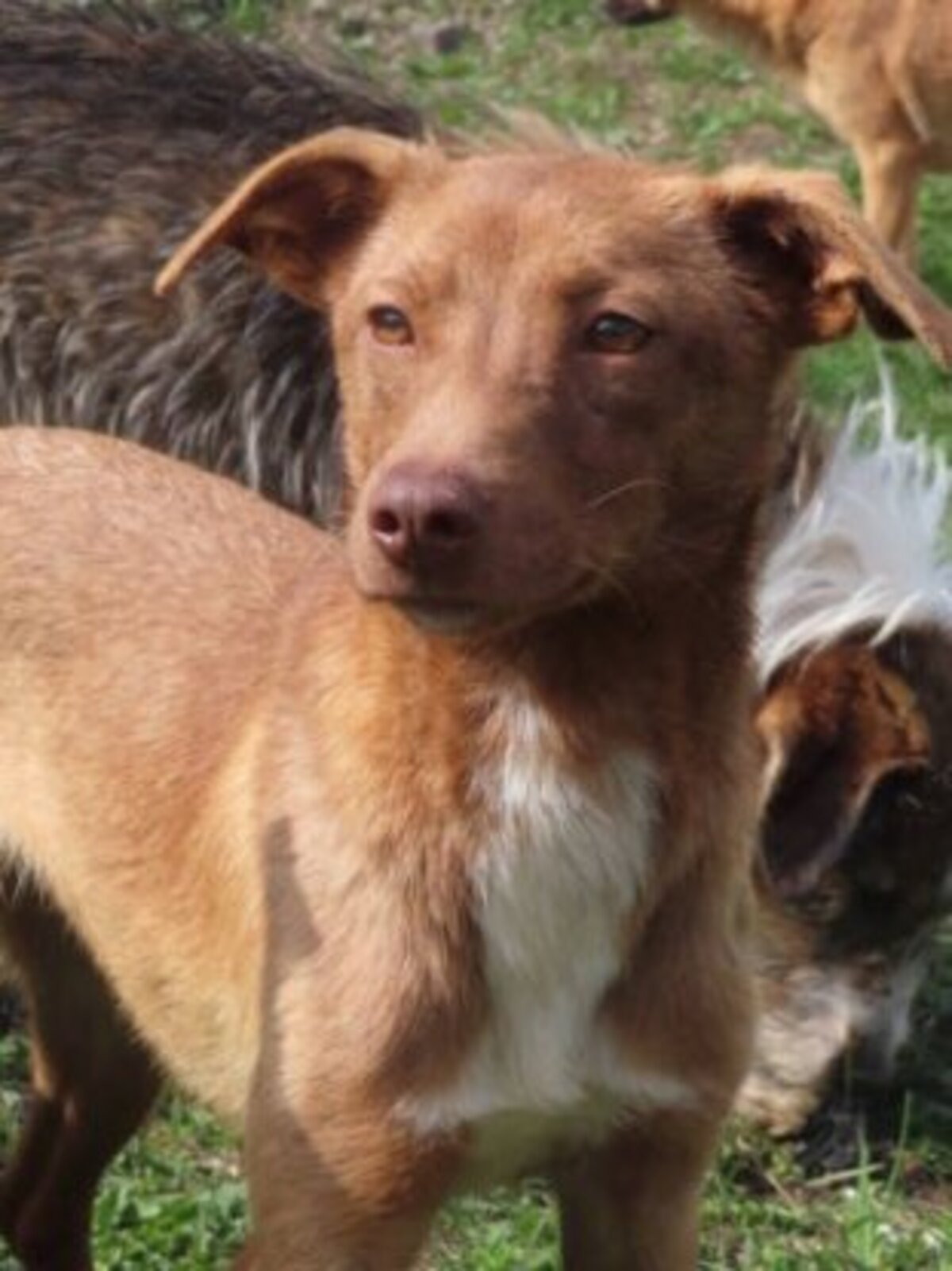 Adoption Lipova