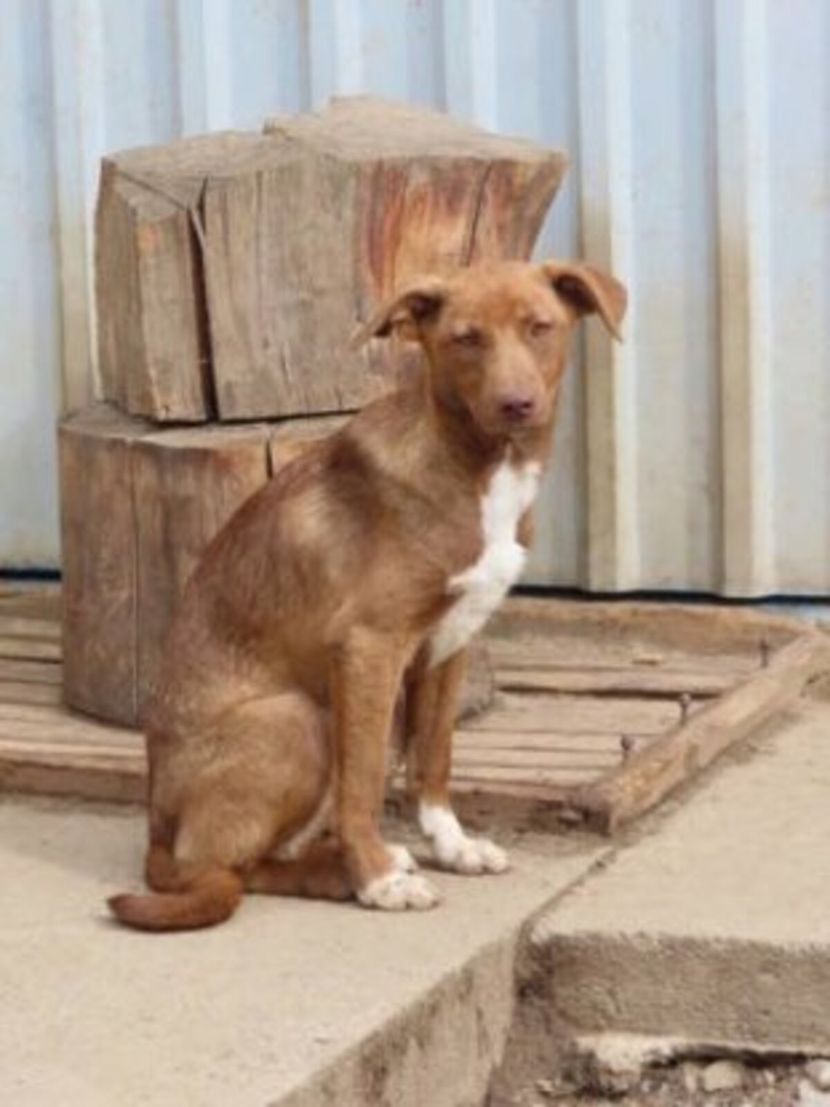 Adoption Lipova