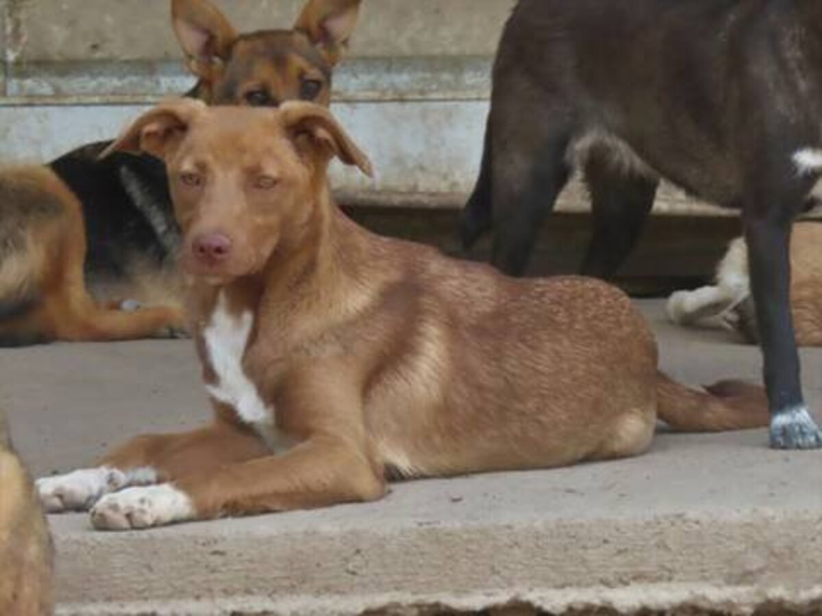 Adoption Lipova