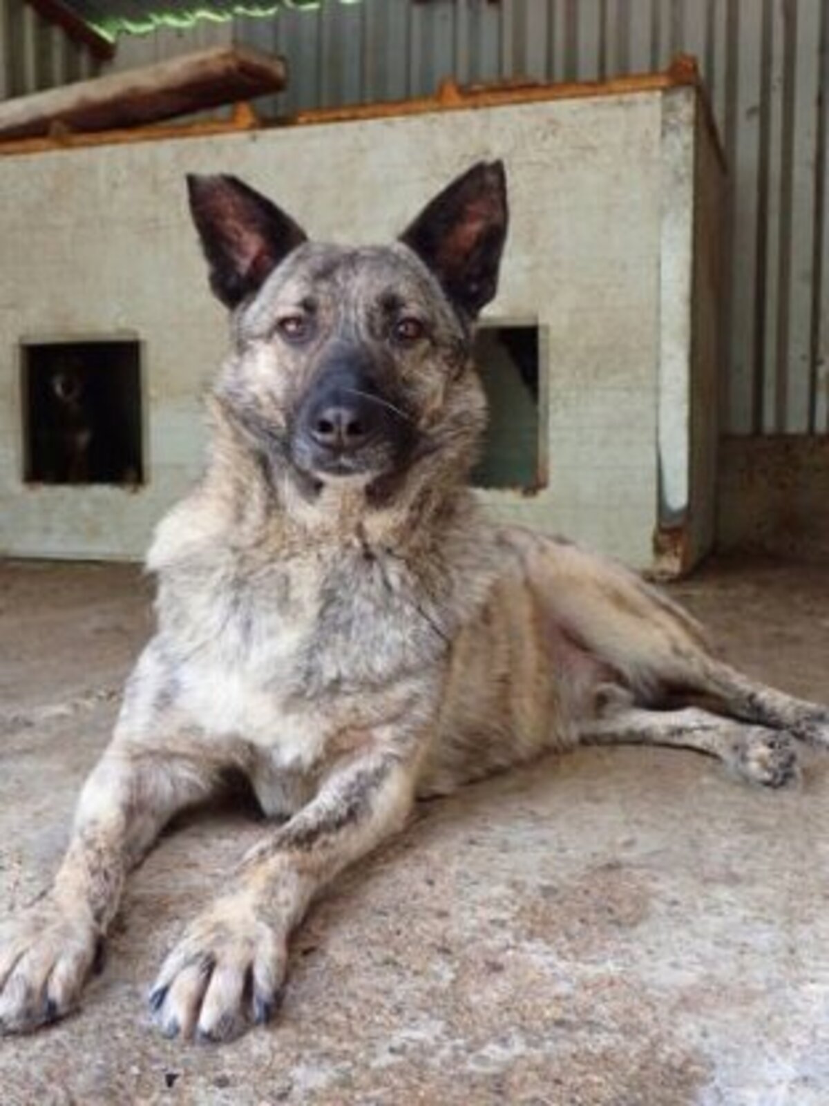 Adoption Lipton