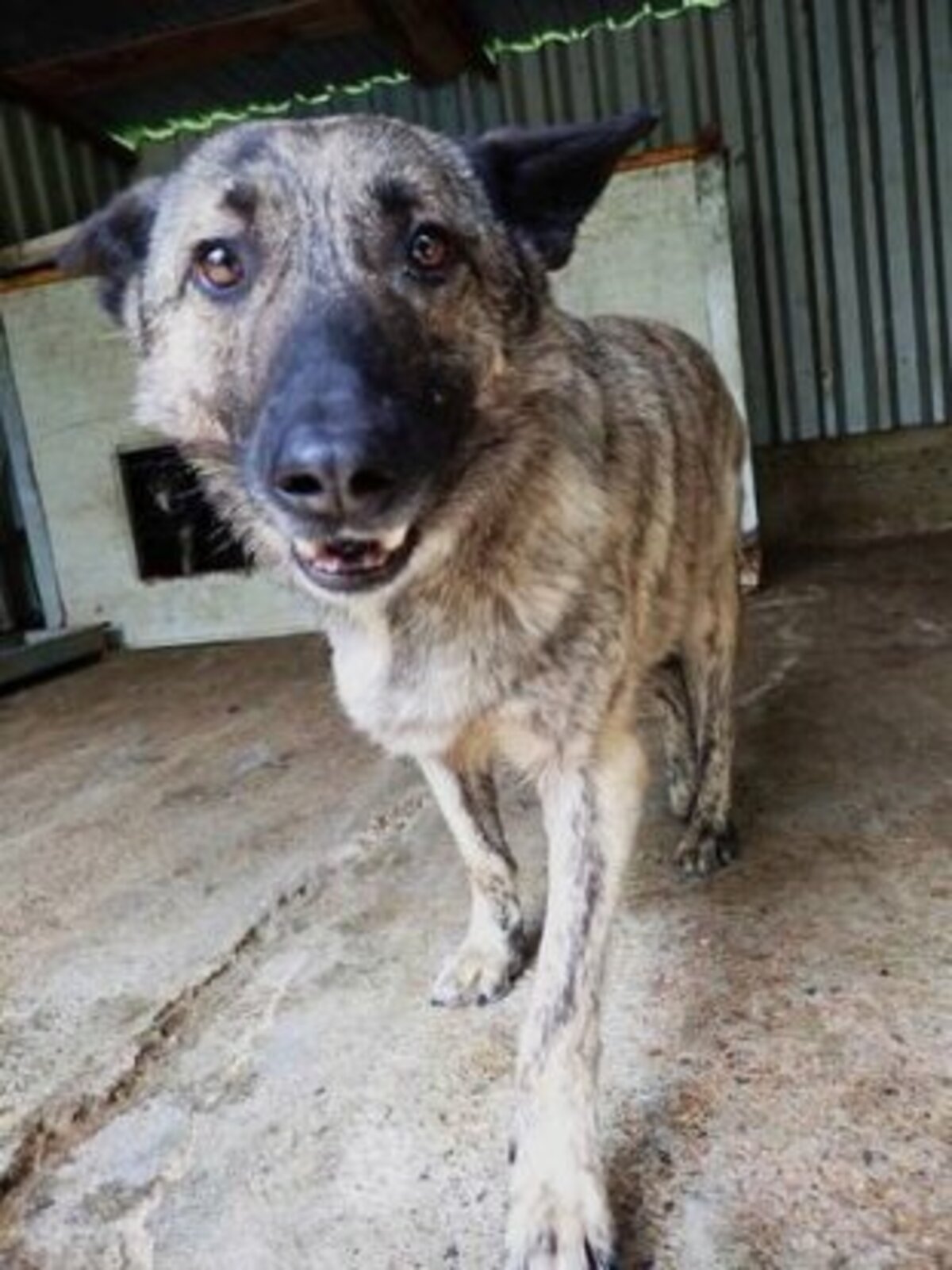 Adoption Lipton