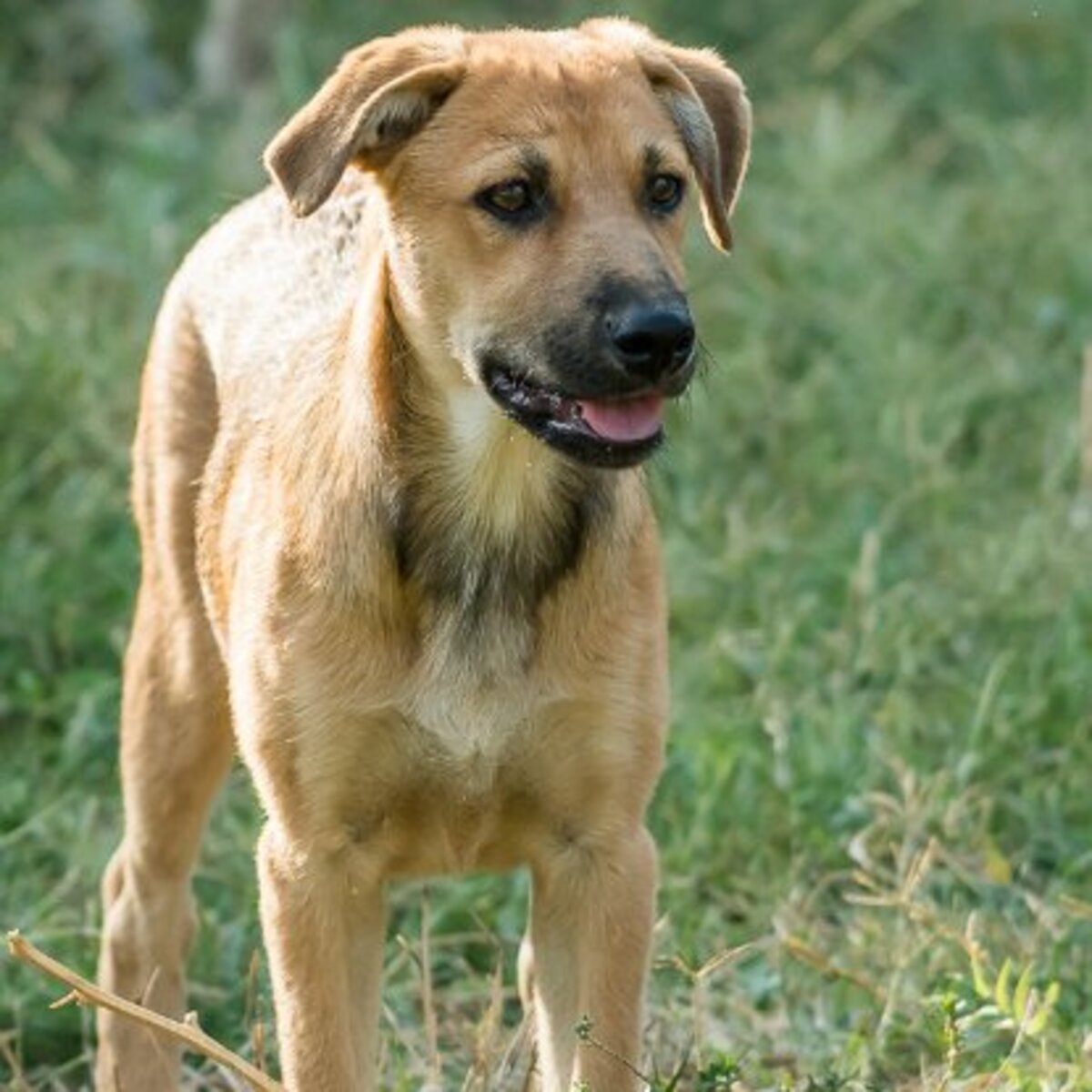 Adoption Lisa