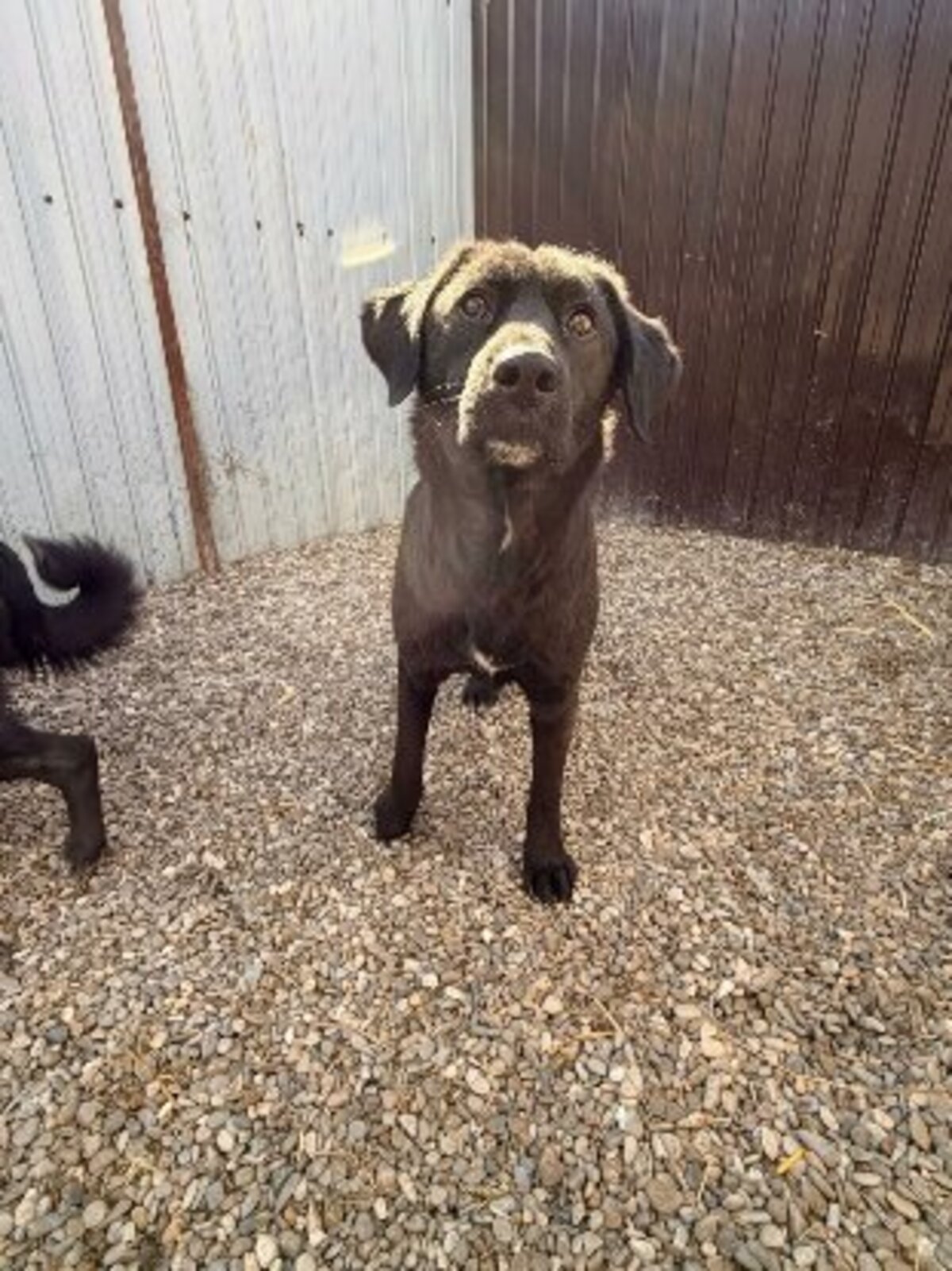 Adoption Lise