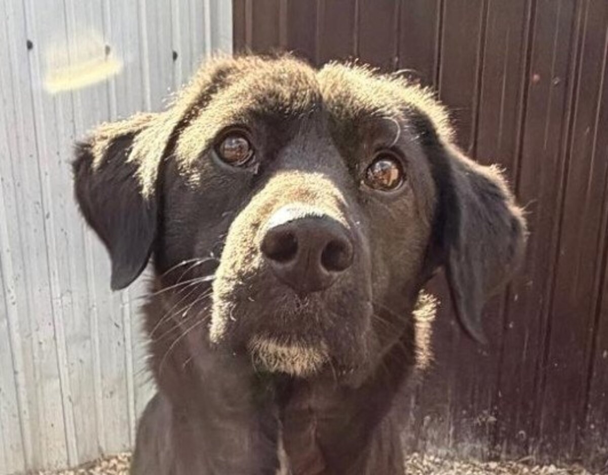 Adoption Lise