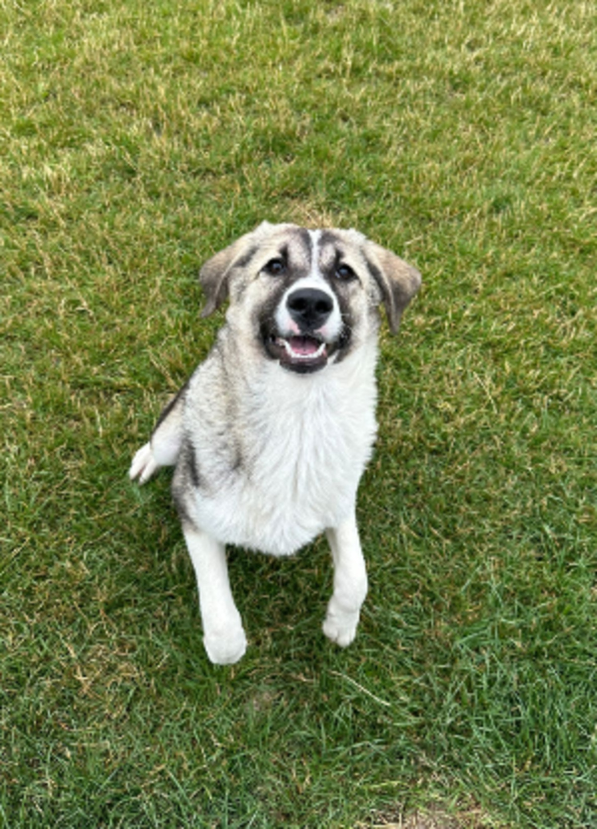 Adoption Lisette