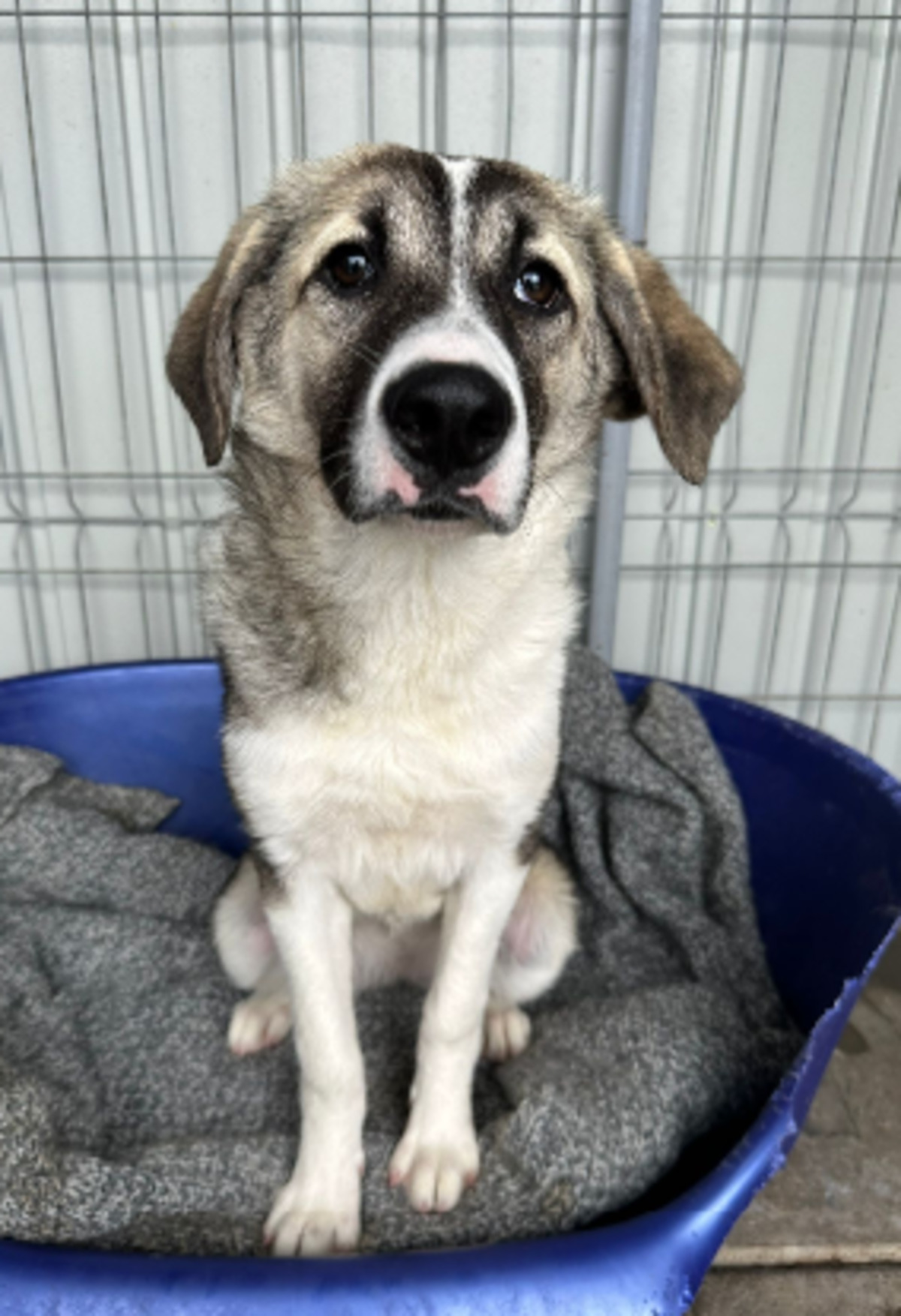 Adoption Lisette