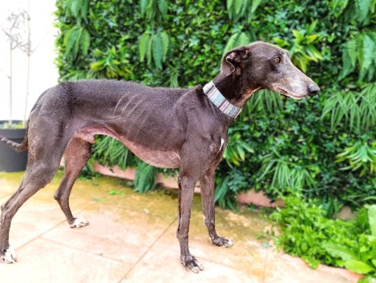 Adoption Logan