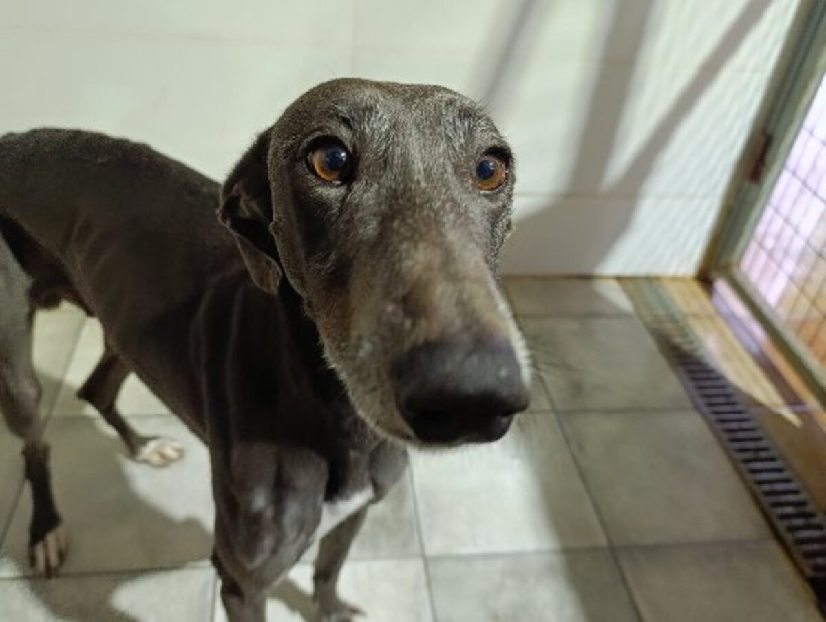 Adoption Logan